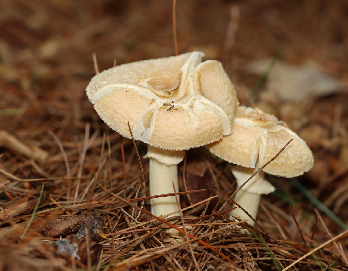 Poison Champagne Amanita - Amanita crenulata Habitat: Growing under pine; mixed forest<br />
<figure class="photo"><a href="https://www.jungledragon.com/image/142851/poison_champagne_amanita_-_amanita_crenulata.html" title="Poison Champagne Amanita - Amanita crenulata"><img src="https://s3.amazonaws.com/media.jungledragon.com/images/3232/142851_thumb.jpg?AWSAccessKeyId=05GMT0V3GWVNE7GGM1R2&Expires=1759968010&Signature=Slh2wf769zXbLcUtyL6V9BqItRc%3D" width="138" height="152" alt="Poison Champagne Amanita - Amanita crenulata Habitat: Growing under pine; mixed forest<br />
https://www.jungledragon.com/image/142851/poison_champagne_amanita_-_amanita_crenulata.html<br />
https://www.jungledragon.com/image/142850/poison_champagne_amanita_-_amanita_crenulata.html<br />
https://www.jungledragon.com/image/142854/poison_champagne_amanita_-_amanita_crenulata.html<br />
https://www.jungledragon.com/image/142853/poison_champagne_amanita_-_amanita_crenulata.html<br />
https://www.jungledragon.com/image/142852/poison_champagne_amanita_-_amanita_crenulata.html Amanita crenulata,Geotagged,Poison Champagne Amanita,Summer,United States" /></a></figure><br />
<figure class="photo"><a href="https://www.jungledragon.com/image/142850/poison_champagne_amanita_-_amanita_crenulata.html" title="Poison Champagne Amanita - Amanita crenulata"><img src="https://s3.amazonaws.com/media.jungledragon.com/images/3232/142850_thumb.jpg?AWSAccessKeyId=05GMT0V3GWVNE7GGM1R2&Expires=1759968010&Signature=e5sXa%2FRhmwZV40Tmof7pvNkUWVg%3D" width="142" height="152" alt="Poison Champagne Amanita - Amanita crenulata Habitat: Growing under pine; mixed forest<br />
https://www.jungledragon.com/image/142851/poison_champagne_amanita_-_amanita_crenulata.html<br />
https://www.jungledragon.com/image/142850/poison_champagne_amanita_-_amanita_crenulata.html<br />
https://www.jungledragon.com/image/142854/poison_champagne_amanita_-_amanita_crenulata.html<br />
https://www.jungledragon.com/image/142853/poison_champagne_amanita_-_amanita_crenulata.html<br />
https://www.jungledragon.com/image/142852/poison_champagne_amanita_-_amanita_crenulata.html Amanita,Amanita crenulata,Amanita crenulata group,Geotagged,Poison Champagne Amanita,Summer,United States,fungus,mushroom" /></a></figure><br />
<figure class="photo"><a href="https://www.jungledragon.com/image/142854/poison_champagne_amanita_-_amanita_crenulata.html" title="Poison Champagne Amanita - Amanita crenulata"><img src="https://s3.amazonaws.com/media.jungledragon.com/images/3232/142854_thumb.jpg?AWSAccessKeyId=05GMT0V3GWVNE7GGM1R2&Expires=1759968010&Signature=ZaQKVx5NWtWlDd9MJ7C3P3W%2FhhM%3D" width="200" height="178" alt="Poison Champagne Amanita - Amanita crenulata Habitat: Growing under pine; mixed forest<br />
https://www.jungledragon.com/image/142851/poison_champagne_amanita_-_amanita_crenulata.html<br />
https://www.jungledragon.com/image/142850/poison_champagne_amanita_-_amanita_crenulata.html<br />
https://www.jungledragon.com/image/142854/poison_champagne_amanita_-_amanita_crenulata.html<br />
https://www.jungledragon.com/image/142853/poison_champagne_amanita_-_amanita_crenulata.html<br />
https://www.jungledragon.com/image/142852/poison_champagne_amanita_-_amanita_crenulata.html Amanita crenulata,Geotagged,Poison Champagne Amanita,Summer,United States" /></a></figure><br />
<figure class="photo"><a href="https://www.jungledragon.com/image/142853/poison_champagne_amanita_-_amanita_crenulata.html" title="Poison Champagne Amanita - Amanita crenulata"><img src="https://s3.amazonaws.com/media.jungledragon.com/images/3232/142853_thumb.jpg?AWSAccessKeyId=05GMT0V3GWVNE7GGM1R2&Expires=1759968010&Signature=a0RVquHeniv7TKnRUrRDSRhgs0k%3D" width="200" height="156" alt="Poison Champagne Amanita - Amanita crenulata Habitat: Growing under pine; mixed forest<br />
https://www.jungledragon.com/image/142851/poison_champagne_amanita_-_amanita_crenulata.html<br />
https://www.jungledragon.com/image/142850/poison_champagne_amanita_-_amanita_crenulata.html<br />
https://www.jungledragon.com/image/142854/poison_champagne_amanita_-_amanita_crenulata.html<br />
https://www.jungledragon.com/image/142853/poison_champagne_amanita_-_amanita_crenulata.html<br />
https://www.jungledragon.com/image/142852/poison_champagne_amanita_-_amanita_crenulata.html Amanita crenulata,Geotagged,Poison Champagne Amanita,Summer,United States" /></a></figure><br />
<figure class="photo"><a href="https://www.jungledragon.com/image/142852/poison_champagne_amanita_-_amanita_crenulata.html" title="Poison Champagne Amanita - Amanita crenulata"><img src="https://s3.amazonaws.com/media.jungledragon.com/images/3232/142852_thumb.jpg?AWSAccessKeyId=05GMT0V3GWVNE7GGM1R2&Expires=1759968010&Signature=zKtRiw4E1a0CB%2FL%2FheA3XOxCatk%3D" width="122" height="152" alt="Poison Champagne Amanita - Amanita crenulata Habitat: Growing under pine; mixed forest<br />
https://www.jungledragon.com/image/142851/poison_champagne_amanita_-_amanita_crenulata.html<br />
https://www.jungledragon.com/image/142850/poison_champagne_amanita_-_amanita_crenulata.html<br />
https://www.jungledragon.com/image/142854/poison_champagne_amanita_-_amanita_crenulata.html<br />
https://www.jungledragon.com/image/142853/poison_champagne_amanita_-_amanita_crenulata.html<br />
https://www.jungledragon.com/image/142852/poison_champagne_amanita_-_amanita_crenulata.html Amanita crenulata,Geotagged,Poison Champagne Amanita,Summer,United States" /></a></figure> Amanita crenulata,Geotagged,Poison Champagne Amanita,Summer,United States