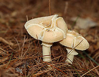 Poison Champagne Amanita - Amanita crenulata Habitat: Growing under pine; mixed forest<br />
https://www.jungledragon.com/image/142851/poison_champagne_amanita_-_amanita_crenulata.html<br />
https://www.jungledragon.com/image/142850/poison_champagne_amanita_-_amanita_crenulata.html<br />
https://www.jungledragon.com/image/142854/poison_champagne_amanita_-_amanita_crenulata.html<br />
https://www.jungledragon.com/image/142853/poison_champagne_amanita_-_amanita_crenulata.html<br />
https://www.jungledragon.com/image/142852/poison_champagne_amanita_-_amanita_crenulata.html Amanita crenulata,Geotagged,Poison Champagne Amanita,Summer,United States