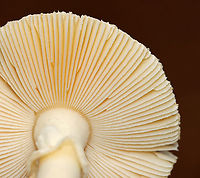 Poison Champagne Amanita - Amanita crenulata Habitat: Growing under pine; mixed forest<br />
https://www.jungledragon.com/image/142851/poison_champagne_amanita_-_amanita_crenulata.html<br />
https://www.jungledragon.com/image/142850/poison_champagne_amanita_-_amanita_crenulata.html<br />
https://www.jungledragon.com/image/142854/poison_champagne_amanita_-_amanita_crenulata.html<br />
https://www.jungledragon.com/image/142853/poison_champagne_amanita_-_amanita_crenulata.html<br />
https://www.jungledragon.com/image/142852/poison_champagne_amanita_-_amanita_crenulata.html Amanita crenulata,Geotagged,Poison Champagne Amanita,Summer,United States