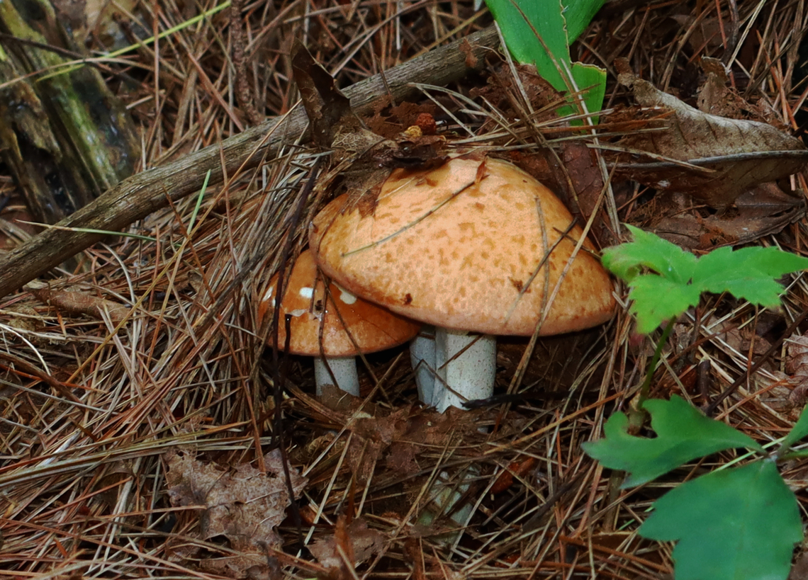 Butterballs - Suillus weaverae Habitat: Mixed forest<br />
<figure class="photo"><a href="https://www.jungledragon.com/image/142872/butterballs_-_suillus_weaverae.html" title="Butterballs - Suillus weaverae"><img src="https://s3.amazonaws.com/media.jungledragon.com/images/3232/142872_thumb.jpg?AWSAccessKeyId=05GMT0V3GWVNE7GGM1R2&Expires=1759968010&Signature=SXMDaRjR9qai6z09TUMQSnYTz7k%3D" width="200" height="144" alt="Butterballs - Suillus weaverae Habitat: Mixed forest<br />
https://www.jungledragon.com/image/142872/butterballs_-_suillus_weaverae.html<br />
https://www.jungledragon.com/image/142877/butterballs_-_suillus_weaverae.html<br />
https://www.jungledragon.com/image/142873/butterballs_-_suillus_weaverae.html Butterball,Geotagged,Suillus weaverae,Summer,United States" /></a></figure><br />
<figure class="photo"><a href="https://www.jungledragon.com/image/142877/butterballs_-_suillus_weaverae.html" title="Butterballs - Suillus weaverae"><img src="https://s3.amazonaws.com/media.jungledragon.com/images/3232/142877_thumb.jpg?AWSAccessKeyId=05GMT0V3GWVNE7GGM1R2&Expires=1759968010&Signature=ACkisyr8iEpy%2FI%2BnSwQ%2B2MVvIG0%3D" width="200" height="138" alt="Butterballs - Suillus weaverae *Showing glandular spots at apex of stipe<br />
<br />
Habitat: Mixed forest<br />
https://www.jungledragon.com/image/142872/butterballs_-_suillus_weaverae.html<br />
https://www.jungledragon.com/image/142877/butterballs_-_suillus_weaverae.html<br />
https://www.jungledragon.com/image/142873/butterballs_-_suillus_weaverae.html Butterball,Geotagged,Suillus weaverae,Summer,United States" /></a></figure><br />
<figure class="photo"><a href="https://www.jungledragon.com/image/142873/butterballs_-_suillus_weaverae.html" title="Butterballs - Suillus weaverae"><img src="https://s3.amazonaws.com/media.jungledragon.com/images/3232/142873_thumb.jpg?AWSAccessKeyId=05GMT0V3GWVNE7GGM1R2&Expires=1759968010&Signature=lKKKxpLTqNOUAgnBQUjFUw%2FvNUM%3D" width="200" height="168" alt="Butterballs - Suillus weaverae Habitat: Mixed forest<br />
https://www.jungledragon.com/image/142872/butterballs_-_suillus_weaverae.html<br />
https://www.jungledragon.com/image/142877/butterballs_-_suillus_weaverae.html<br />
https://www.jungledragon.com/image/142873/butterballs_-_suillus_weaverae.html Butterball,Geotagged,Suillus weaverae,Summer,United States,fungus,mushroom,suillus" /></a></figure> Butterball,Geotagged,Suillus weaverae,Summer,United States