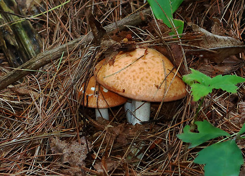 Butterballs - Suillus weaverae Habitat: Mixed forest
https://www.jungledragon.com/image/142872/butterballs_-_suillus_weaverae.html
https://www.jungledragon.com/image/142877/butterballs_-_suillus_weaverae.html
https://www.jungledragon.com/image/142873/butterballs_-_suillus_weaverae.html Butterball,Geotagged,Suillus weaverae,Summer,United States