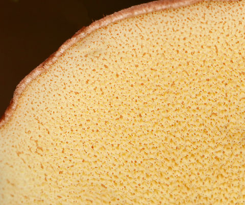 Butterballs - Suillus weaverae Habitat: Mixed forest
https://www.jungledragon.com/image/142872/butterballs_-_suillus_weaverae.html
https://www.jungledragon.com/image/142877/butterballs_-_suillus_weaverae.html
https://www.jungledragon.com/image/142873/butterballs_-_suillus_weaverae.html Butterball,Geotagged,Suillus weaverae,Summer,United States,fungus,mushroom,suillus