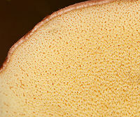 Butterballs - Suillus weaverae Habitat: Mixed forest<br />
https://www.jungledragon.com/image/142872/butterballs_-_suillus_weaverae.html<br />
https://www.jungledragon.com/image/142877/butterballs_-_suillus_weaverae.html<br />
https://www.jungledragon.com/image/142873/butterballs_-_suillus_weaverae.html Butterball,Geotagged,Suillus weaverae,Summer,United States,fungus,mushroom,suillus