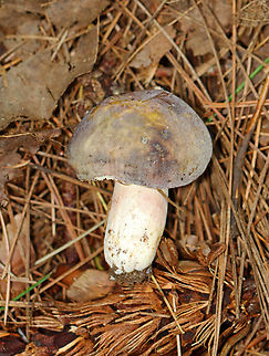 Mushroom - Russula sp., maybe Russula cyanoxantha Might also be Russula variata or mariae. 

Habitat: Growing on the ground under pine; mixed forest
https://www.jungledragon.com/image/142875/mushroom_-_russula_sp._maybe_russula_cyanoxantha.html Geotagged,Summer,United States,fungus,mushroom,russula