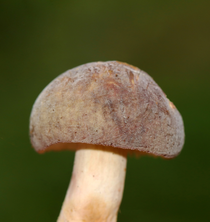 Mushroom - Russula sp., maybe Russula cyanoxantha Might also be Russula variata or mariae.<br />
<br />
Habitat: Growing on the ground under pine; mixed forest<br />
<figure class="photo"><a href="https://www.jungledragon.com/image/142874/mushroom_-_russula_sp._maybe_russula_cyanoxantha.html" title="Mushroom - Russula sp., maybe Russula cyanoxantha"><img src="https://s3.amazonaws.com/media.jungledragon.com/images/3232/142874_thumb.jpg?AWSAccessKeyId=05GMT0V3GWVNE7GGM1R2&Expires=1759968010&Signature=yW9Xa8%2FC9NPegAOnR9%2BSGEhq%2Bn0%3D" width="116" height="152" alt="Mushroom - Russula sp., maybe Russula cyanoxantha Might also be Russula variata or mariae. <br />
<br />
Habitat: Growing on the ground under pine; mixed forest<br />
https://www.jungledragon.com/image/142875/mushroom_-_russula_sp._maybe_russula_cyanoxantha.html Geotagged,Summer,United States,fungus,mushroom,russula" /></a></figure> Geotagged,Summer,United States