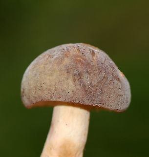 Mushroom - Russula sp., maybe Russula cyanoxantha Might also be Russula variata or mariae.

Habitat: Growing on the ground under pine; mixed forest
https://www.jungledragon.com/image/142874/mushroom_-_russula_sp._maybe_russula_cyanoxantha.html Geotagged,Summer,United States