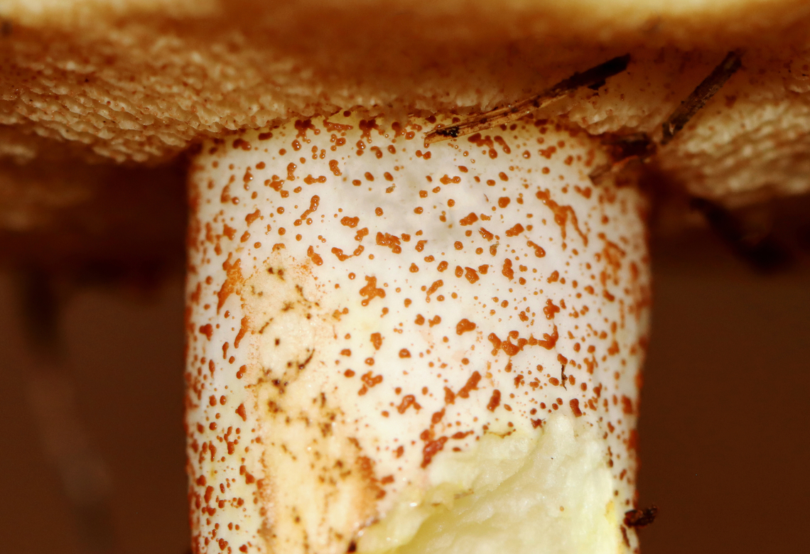 Butterballs - Suillus weaverae *Showing glandular spots at apex of stipe<br />
<br />
Habitat: Mixed forest<br />
<figure class="photo"><a href="https://www.jungledragon.com/image/142872/butterballs_-_suillus_weaverae.html" title="Butterballs - Suillus weaverae"><img src="https://s3.amazonaws.com/media.jungledragon.com/images/3232/142872_thumb.jpg?AWSAccessKeyId=05GMT0V3GWVNE7GGM1R2&Expires=1767225610&Signature=c%2F55dA%2F6NHcdoWtJNjbBm6YtM%2FI%3D" width="200" height="144" alt="Butterballs - Suillus weaverae Habitat: Mixed forest<br />
https://www.jungledragon.com/image/142872/butterballs_-_suillus_weaverae.html<br />
https://www.jungledragon.com/image/142877/butterballs_-_suillus_weaverae.html<br />
https://www.jungledragon.com/image/142873/butterballs_-_suillus_weaverae.html Butterball,Geotagged,Suillus weaverae,Summer,United States" /></a></figure><br />
<figure class="photo"><a href="https://www.jungledragon.com/image/142877/butterballs_-_suillus_weaverae.html" title="Butterballs - Suillus weaverae"><img src="https://s3.amazonaws.com/media.jungledragon.com/images/3232/142877_thumb.jpg?AWSAccessKeyId=05GMT0V3GWVNE7GGM1R2&Expires=1767225610&Signature=FnGZv1TU4xF%2B8hU6q44l91ZRy2o%3D" width="200" height="138" alt="Butterballs - Suillus weaverae *Showing glandular spots at apex of stipe<br />
<br />
Habitat: Mixed forest<br />
https://www.jungledragon.com/image/142872/butterballs_-_suillus_weaverae.html<br />
https://www.jungledragon.com/image/142877/butterballs_-_suillus_weaverae.html<br />
https://www.jungledragon.com/image/142873/butterballs_-_suillus_weaverae.html Butterball,Geotagged,Suillus weaverae,Summer,United States" /></a></figure><br />
<figure class="photo"><a href="https://www.jungledragon.com/image/142873/butterballs_-_suillus_weaverae.html" title="Butterballs - Suillus weaverae"><img src="https://s3.amazonaws.com/media.jungledragon.com/images/3232/142873_thumb.jpg?AWSAccessKeyId=05GMT0V3GWVNE7GGM1R2&Expires=1767225610&Signature=GiqvHf%2BU0Q4npG0RcGfK%2FCMmTLU%3D" width="200" height="168" alt="Butterballs - Suillus weaverae Habitat: Mixed forest<br />
https://www.jungledragon.com/image/142872/butterballs_-_suillus_weaverae.html<br />
https://www.jungledragon.com/image/142877/butterballs_-_suillus_weaverae.html<br />
https://www.jungledragon.com/image/142873/butterballs_-_suillus_weaverae.html Butterball,Geotagged,Suillus weaverae,Summer,United States,fungus,mushroom,suillus" /></a></figure> Butterball,Geotagged,Suillus weaverae,Summer,United States