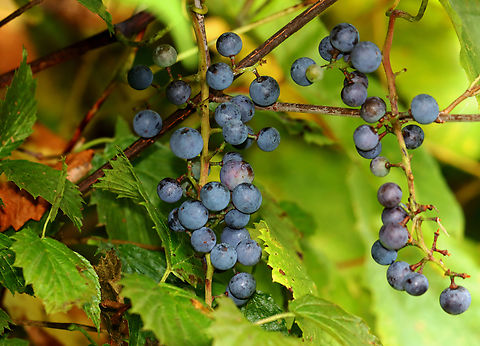 Riverbank Grapes - Vitis riparia Habitat: Growing at the edge of a forest Geotagged,Riverbank Grape,Summer,United States,Vitis riparia,grapes,vitis,wild grapes