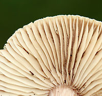 Gilled Mushroom - Agaricaceae Entoloma or Laccaria or neither?<br />
<br />
Habitat: Growing on the ground under pine; mixed forest<br />
https://www.jungledragon.com/image/142880/gilled_mushroom_-_agaricaceae.html<br />
https://www.jungledragon.com/image/142882/gilled_mushroom_-_agaricaceae.html<br />
https://www.jungledragon.com/image/142881/gilled_mushroom_-_agaricaceae.html Geotagged,Summer,United States