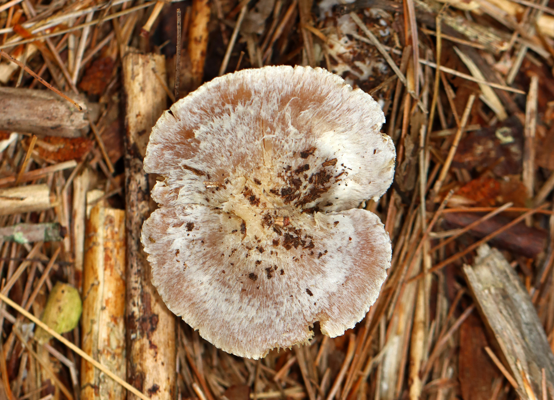 Gilled Mushroom - Agaricaceae Entoloma or Laccaria or neither?<br />
<br />
Habitat: Growing on the ground under pine; mixed forest<br />
<figure class="photo"><a href="https://www.jungledragon.com/image/142880/gilled_mushroom_-_agaricaceae.html" title="Gilled Mushroom - Agaricaceae"><img src="https://s3.amazonaws.com/media.jungledragon.com/images/3232/142880_thumb.jpg?AWSAccessKeyId=05GMT0V3GWVNE7GGM1R2&Expires=1765411210&Signature=M%2By72UAg5pL5chontOesaTY2E2U%3D" width="200" height="190" alt="Gilled Mushroom - Agaricaceae Entoloma or Laccaria or neither?<br />
<br />
Habitat: Growing on the ground under pine; mixed forest<br />
https://www.jungledragon.com/image/142880/gilled_mushroom_-_agaricaceae.html<br />
https://www.jungledragon.com/image/142882/gilled_mushroom_-_agaricaceae.html<br />
https://www.jungledragon.com/image/142881/gilled_mushroom_-_agaricaceae.html Geotagged,Summer,United States" /></a></figure><br />
<figure class="photo"><a href="https://www.jungledragon.com/image/142882/gilled_mushroom_-_agaricaceae.html" title="Gilled Mushroom - Agaricaceae"><img src="https://s3.amazonaws.com/media.jungledragon.com/images/3232/142882_thumb.jpg?AWSAccessKeyId=05GMT0V3GWVNE7GGM1R2&Expires=1765411210&Signature=P%2BYfrBZb02sLYmFZ27ev7ZQbLRw%3D" width="126" height="152" alt="Gilled Mushroom - Agaricaceae Entoloma or Laccaria or neither?<br />
<br />
Habitat: Growing on the ground under pine; mixed forest<br />
https://www.jungledragon.com/image/142880/gilled_mushroom_-_agaricaceae.html<br />
https://www.jungledragon.com/image/142882/gilled_mushroom_-_agaricaceae.html<br />
https://www.jungledragon.com/image/142881/gilled_mushroom_-_agaricaceae.html Agaricaceae,Geotagged,Summer,United States,agaricales,fungus,mushroom" /></a></figure><br />
<figure class="photo"><a href="https://www.jungledragon.com/image/142881/gilled_mushroom_-_agaricaceae.html" title="Gilled Mushroom - Agaricaceae"><img src="https://s3.amazonaws.com/media.jungledragon.com/images/3232/142881_thumb.jpg?AWSAccessKeyId=05GMT0V3GWVNE7GGM1R2&Expires=1765411210&Signature=5zkEhVU1umU7Hi9gQcX4A93yklY%3D" width="200" height="146" alt="Gilled Mushroom - Agaricaceae Entoloma or Laccaria or neither?<br />
<br />
Habitat: Growing on the ground under pine; mixed forest<br />
https://www.jungledragon.com/image/142880/gilled_mushroom_-_agaricaceae.html<br />
https://www.jungledragon.com/image/142882/gilled_mushroom_-_agaricaceae.html<br />
https://www.jungledragon.com/image/142881/gilled_mushroom_-_agaricaceae.html Geotagged,Summer,United States" /></a></figure> Geotagged,Summer,United States
