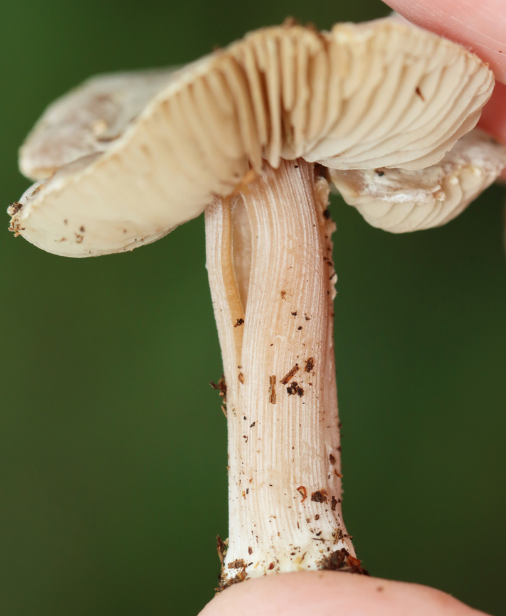 Gilled Mushroom - Agaricaceae Entoloma or Laccaria or neither?<br />
<br />
Habitat: Growing on the ground under pine; mixed forest<br />
<figure class="photo"><a href="https://www.jungledragon.com/image/142880/gilled_mushroom_-_agaricaceae.html" title="Gilled Mushroom - Agaricaceae"><img src="https://s3.amazonaws.com/media.jungledragon.com/images/3232/142880_thumb.jpg?AWSAccessKeyId=05GMT0V3GWVNE7GGM1R2&Expires=1759968010&Signature=kDOMR9ebRs3d%2FLW97bPmlCsZh0s%3D" width="200" height="190" alt="Gilled Mushroom - Agaricaceae Entoloma or Laccaria or neither?<br />
<br />
Habitat: Growing on the ground under pine; mixed forest<br />
https://www.jungledragon.com/image/142880/gilled_mushroom_-_agaricaceae.html<br />
https://www.jungledragon.com/image/142882/gilled_mushroom_-_agaricaceae.html<br />
https://www.jungledragon.com/image/142881/gilled_mushroom_-_agaricaceae.html Geotagged,Summer,United States" /></a></figure><br />
<figure class="photo"><a href="https://www.jungledragon.com/image/142882/gilled_mushroom_-_agaricaceae.html" title="Gilled Mushroom - Agaricaceae"><img src="https://s3.amazonaws.com/media.jungledragon.com/images/3232/142882_thumb.jpg?AWSAccessKeyId=05GMT0V3GWVNE7GGM1R2&Expires=1759968010&Signature=kxcscGx3VQd2JsKMlQgtYJLNXeg%3D" width="126" height="152" alt="Gilled Mushroom - Agaricaceae Entoloma or Laccaria or neither?<br />
<br />
Habitat: Growing on the ground under pine; mixed forest<br />
https://www.jungledragon.com/image/142880/gilled_mushroom_-_agaricaceae.html<br />
https://www.jungledragon.com/image/142882/gilled_mushroom_-_agaricaceae.html<br />
https://www.jungledragon.com/image/142881/gilled_mushroom_-_agaricaceae.html Agaricaceae,Geotagged,Summer,United States,agaricales,fungus,mushroom" /></a></figure><br />
<figure class="photo"><a href="https://www.jungledragon.com/image/142881/gilled_mushroom_-_agaricaceae.html" title="Gilled Mushroom - Agaricaceae"><img src="https://s3.amazonaws.com/media.jungledragon.com/images/3232/142881_thumb.jpg?AWSAccessKeyId=05GMT0V3GWVNE7GGM1R2&Expires=1759968010&Signature=x4glAi9v2cNUKX9WLq%2FKzcUhmP8%3D" width="200" height="146" alt="Gilled Mushroom - Agaricaceae Entoloma or Laccaria or neither?<br />
<br />
Habitat: Growing on the ground under pine; mixed forest<br />
https://www.jungledragon.com/image/142880/gilled_mushroom_-_agaricaceae.html<br />
https://www.jungledragon.com/image/142882/gilled_mushroom_-_agaricaceae.html<br />
https://www.jungledragon.com/image/142881/gilled_mushroom_-_agaricaceae.html Geotagged,Summer,United States" /></a></figure> Agaricaceae,Geotagged,Summer,United States,agaricales,fungus,mushroom