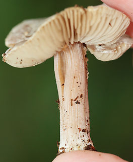 Gilled Mushroom - Agaricaceae Entoloma or Laccaria or neither?

Habitat: Growing on the ground under pine; mixed forest
https://www.jungledragon.com/image/142880/gilled_mushroom_-_agaricaceae.html
https://www.jungledragon.com/image/142882/gilled_mushroom_-_agaricaceae.html
https://www.jungledragon.com/image/142881/gilled_mushroom_-_agaricaceae.html Agaricaceae,Geotagged,Summer,United States,agaricales,fungus,mushroom