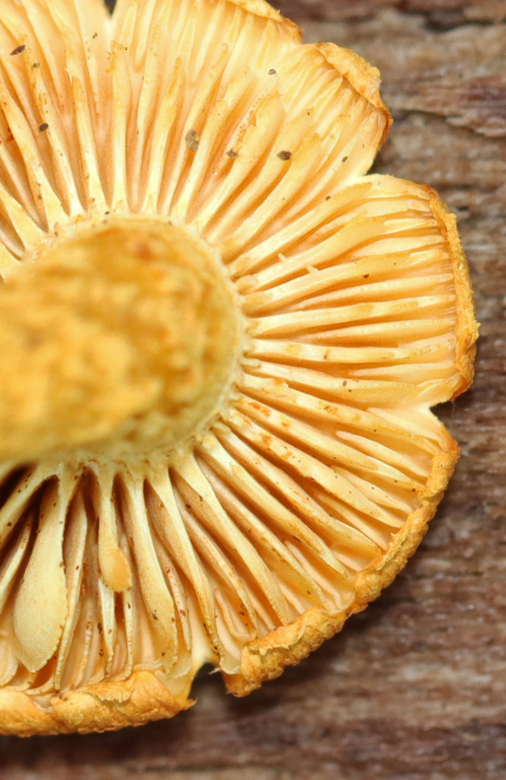 Pholiota granulosa Habitat: Decorticated wood; mixed forest<br />
<figure class="photo"><a href="https://www.jungledragon.com/image/142915/pholiota_granulosa.html" title="Pholiota granulosa"><img src="https://s3.amazonaws.com/media.jungledragon.com/images/3232/142915_thumb.jpg?AWSAccessKeyId=05GMT0V3GWVNE7GGM1R2&Expires=1767225610&Signature=WB0TNoTUTEyfcsaSl52XtIkjNAY%3D" width="100" height="152" alt="Pholiota granulosa Habitat: Decorticated wood; mixed forest<br />
https://www.jungledragon.com/image/142915/pholiota_granulosa.html<br />
https://www.jungledragon.com/image/142917/pholiota_granulosa.html<br />
https://www.jungledragon.com/image/142916/pholiota_granulosa.html Geotagged,Pholiota granulosa,Summer,United States" /></a></figure><br />
<figure class="photo"><a href="https://www.jungledragon.com/image/142917/pholiota_granulosa.html" title="Pholiota granulosa"><img src="https://s3.amazonaws.com/media.jungledragon.com/images/3232/142917_thumb.jpg?AWSAccessKeyId=05GMT0V3GWVNE7GGM1R2&Expires=1767225610&Signature=6pPqKhSi8z1JUjz5ZAEOPmEtpeA%3D" width="124" height="152" alt="Pholiota granulosa Habitat: Decorticated wood; mixed forest<br />
https://www.jungledragon.com/image/142915/pholiota_granulosa.html<br />
https://www.jungledragon.com/image/142917/pholiota_granulosa.html<br />
https://www.jungledragon.com/image/142916/pholiota_granulosa.html Geotagged,Pholiota granulosa,Summer,United States" /></a></figure><br />
<figure class="photo"><a href="https://www.jungledragon.com/image/142916/pholiota_granulosa.html" title="Pholiota granulosa"><img src="https://s3.amazonaws.com/media.jungledragon.com/images/3232/142916_thumb.jpg?AWSAccessKeyId=05GMT0V3GWVNE7GGM1R2&Expires=1767225610&Signature=mW0ronfymucU1crVe8WKkmx5x50%3D" width="200" height="146" alt="Pholiota granulosa Habitat: Decorticated wood; mixed forest<br />
https://www.jungledragon.com/image/142915/pholiota_granulosa.html<br />
https://www.jungledragon.com/image/142917/pholiota_granulosa.html<br />
https://www.jungledragon.com/image/142916/pholiota_granulosa.html Geotagged,Pholiota,Pholiota granulosa,Strophariaceae,Summer,United States,fungus,mushroom" /></a></figure> Geotagged,Pholiota granulosa,Summer,United States