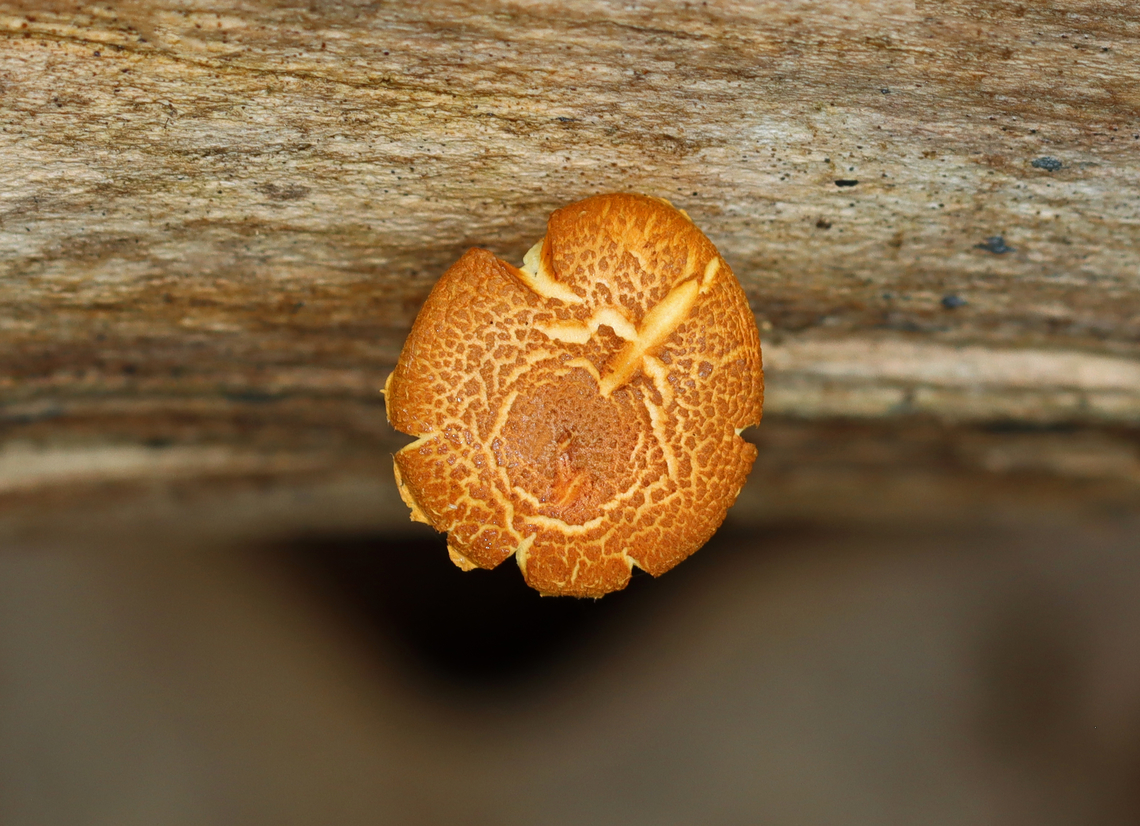 Pholiota granulosa Habitat: Decorticated wood; mixed forest<br />
<figure class="photo"><a href="https://www.jungledragon.com/image/142915/pholiota_granulosa.html" title="Pholiota granulosa"><img src="https://s3.amazonaws.com/media.jungledragon.com/images/3232/142915_thumb.jpg?AWSAccessKeyId=05GMT0V3GWVNE7GGM1R2&Expires=1767225610&Signature=WB0TNoTUTEyfcsaSl52XtIkjNAY%3D" width="100" height="152" alt="Pholiota granulosa Habitat: Decorticated wood; mixed forest<br />
https://www.jungledragon.com/image/142915/pholiota_granulosa.html<br />
https://www.jungledragon.com/image/142917/pholiota_granulosa.html<br />
https://www.jungledragon.com/image/142916/pholiota_granulosa.html Geotagged,Pholiota granulosa,Summer,United States" /></a></figure><br />
<figure class="photo"><a href="https://www.jungledragon.com/image/142917/pholiota_granulosa.html" title="Pholiota granulosa"><img src="https://s3.amazonaws.com/media.jungledragon.com/images/3232/142917_thumb.jpg?AWSAccessKeyId=05GMT0V3GWVNE7GGM1R2&Expires=1767225610&Signature=6pPqKhSi8z1JUjz5ZAEOPmEtpeA%3D" width="124" height="152" alt="Pholiota granulosa Habitat: Decorticated wood; mixed forest<br />
https://www.jungledragon.com/image/142915/pholiota_granulosa.html<br />
https://www.jungledragon.com/image/142917/pholiota_granulosa.html<br />
https://www.jungledragon.com/image/142916/pholiota_granulosa.html Geotagged,Pholiota granulosa,Summer,United States" /></a></figure><br />
<figure class="photo"><a href="https://www.jungledragon.com/image/142916/pholiota_granulosa.html" title="Pholiota granulosa"><img src="https://s3.amazonaws.com/media.jungledragon.com/images/3232/142916_thumb.jpg?AWSAccessKeyId=05GMT0V3GWVNE7GGM1R2&Expires=1767225610&Signature=mW0ronfymucU1crVe8WKkmx5x50%3D" width="200" height="146" alt="Pholiota granulosa Habitat: Decorticated wood; mixed forest<br />
https://www.jungledragon.com/image/142915/pholiota_granulosa.html<br />
https://www.jungledragon.com/image/142917/pholiota_granulosa.html<br />
https://www.jungledragon.com/image/142916/pholiota_granulosa.html Geotagged,Pholiota,Pholiota granulosa,Strophariaceae,Summer,United States,fungus,mushroom" /></a></figure> Geotagged,Pholiota,Pholiota granulosa,Strophariaceae,Summer,United States,fungus,mushroom