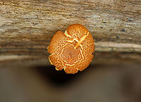 Pholiota granulosa Habitat: Decorticated wood; mixed forest<br />
https://www.jungledragon.com/image/142915/pholiota_granulosa.html<br />
https://www.jungledragon.com/image/142917/pholiota_granulosa.html<br />
https://www.jungledragon.com/image/142916/pholiota_granulosa.html Geotagged,Pholiota,Pholiota granulosa,Strophariaceae,Summer,United States,fungus,mushroom