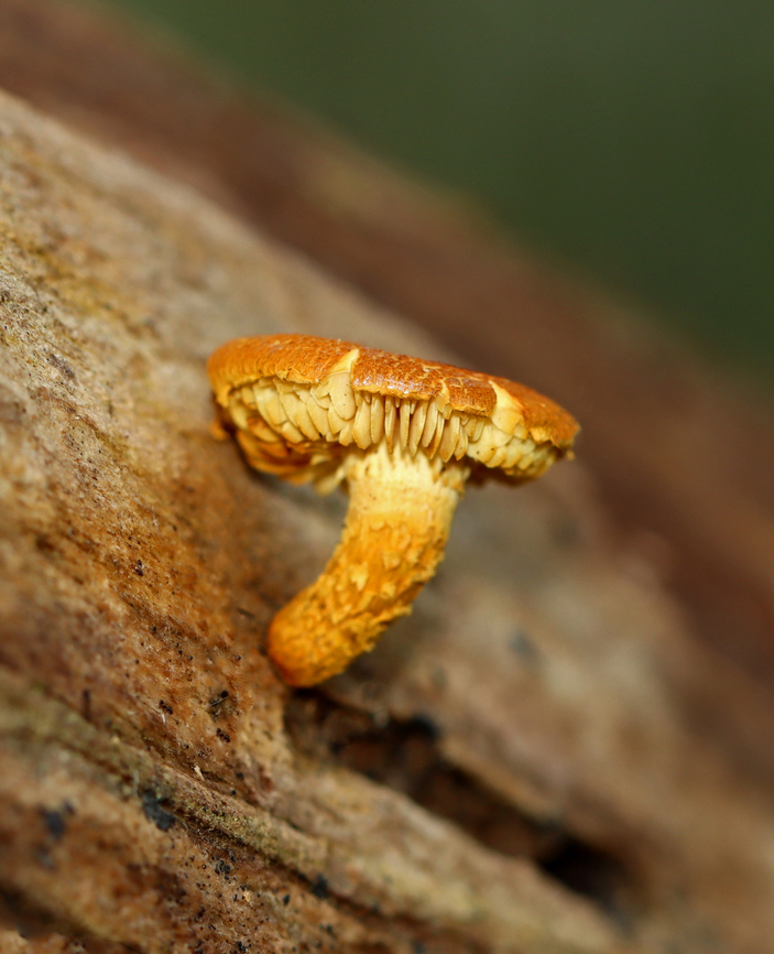 Pholiota granulosa Habitat: Decorticated wood; mixed forest<br />
<figure class="photo"><a href="https://www.jungledragon.com/image/142915/pholiota_granulosa.html" title="Pholiota granulosa"><img src="https://s3.amazonaws.com/media.jungledragon.com/images/3232/142915_thumb.jpg?AWSAccessKeyId=05GMT0V3GWVNE7GGM1R2&Expires=1759968010&Signature=itmORh7LgmReaptCw%2F1MDNg%2FndU%3D" width="100" height="152" alt="Pholiota granulosa Habitat: Decorticated wood; mixed forest<br />
https://www.jungledragon.com/image/142915/pholiota_granulosa.html<br />
https://www.jungledragon.com/image/142917/pholiota_granulosa.html<br />
https://www.jungledragon.com/image/142916/pholiota_granulosa.html Geotagged,Pholiota granulosa,Summer,United States" /></a></figure><br />
<figure class="photo"><a href="https://www.jungledragon.com/image/142917/pholiota_granulosa.html" title="Pholiota granulosa"><img src="https://s3.amazonaws.com/media.jungledragon.com/images/3232/142917_thumb.jpg?AWSAccessKeyId=05GMT0V3GWVNE7GGM1R2&Expires=1759968010&Signature=mLUzfvIR2kQX9ObmoC644LZXJ6M%3D" width="124" height="152" alt="Pholiota granulosa Habitat: Decorticated wood; mixed forest<br />
https://www.jungledragon.com/image/142915/pholiota_granulosa.html<br />
https://www.jungledragon.com/image/142917/pholiota_granulosa.html<br />
https://www.jungledragon.com/image/142916/pholiota_granulosa.html Geotagged,Pholiota granulosa,Summer,United States" /></a></figure><br />
<figure class="photo"><a href="https://www.jungledragon.com/image/142916/pholiota_granulosa.html" title="Pholiota granulosa"><img src="https://s3.amazonaws.com/media.jungledragon.com/images/3232/142916_thumb.jpg?AWSAccessKeyId=05GMT0V3GWVNE7GGM1R2&Expires=1759968010&Signature=%2FYmWV3mjgP0F2pfo5Bnt8iPNoyk%3D" width="200" height="146" alt="Pholiota granulosa Habitat: Decorticated wood; mixed forest<br />
https://www.jungledragon.com/image/142915/pholiota_granulosa.html<br />
https://www.jungledragon.com/image/142917/pholiota_granulosa.html<br />
https://www.jungledragon.com/image/142916/pholiota_granulosa.html Geotagged,Pholiota,Pholiota granulosa,Strophariaceae,Summer,United States,fungus,mushroom" /></a></figure> Geotagged,Pholiota granulosa,Summer,United States