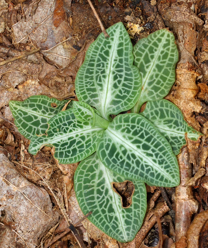 Downy Rattlesnake Plantain - Goodyera pubescens When in bloom, the flower spike resembles a pinecone.<br />
<br />
Habitat: Deciduous forest Downy rattlesnake plantain,Geotagged,Goodyera pubescens,Summer,United States