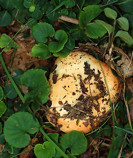 Fishbiscuit Russula - Russula compacta Habitat: Mixed forest
https://www.jungledragon.com/image/142923/fishbiscuit_russula_-_russula_compacta.html Fishbiscuit Russula,Geotagged,Russula,Russula compacta,Summer,United States,fungus,mushroom