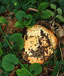 Fishbiscuit Russula - Russula compacta Habitat: Mixed forest<br />
https://www.jungledragon.com/image/142923/fishbiscuit_russula_-_russula_compacta.html Fishbiscuit Russula,Geotagged,Russula,Russula compacta,Summer,United States,fungus,mushroom
