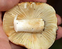 Fishbiscuit Russula - Russula compacta Habitat: Mixed forest<br />
https://www.jungledragon.com/image/142922/fishbiscuit_russula_-_russula_compacta.html Geotagged,Russula compacta,Summer,United States