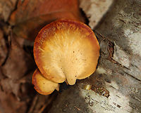Black-Foot Polypore - Cerioporus leptocephalus Habitat: Growing on birch<br />
https://www.jungledragon.com/image/142930/black-foot_polypore_-_cerioporus_leptocephalus.html Blackfoot polypore,Cerioporus leptocephalus,Geotagged,Summer,United States