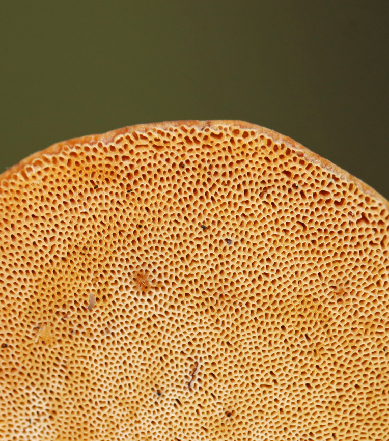 Black-Foot Polypore - Cerioporus leptocephalus Habitat: Growing on birch<br />
<figure class="photo"><a href="https://www.jungledragon.com/image/142929/black-foot_polypore_-_cerioporus_leptocephalus.html" title="Black-Foot Polypore - Cerioporus leptocephalus"><img src="https://s3.amazonaws.com/media.jungledragon.com/images/3232/142929_thumb.jpg?AWSAccessKeyId=05GMT0V3GWVNE7GGM1R2&Expires=1767225610&Signature=iZ%2B%2FDYXnZ9p7RJq17RtpBCg6bVc%3D" width="200" height="162" alt="Black-Foot Polypore - Cerioporus leptocephalus Habitat: Growing on birch<br />
https://www.jungledragon.com/image/142930/black-foot_polypore_-_cerioporus_leptocephalus.html Blackfoot polypore,Cerioporus leptocephalus,Geotagged,Summer,United States" /></a></figure> Blackfoot polypore,Cerioporus leptocephalus,Geotagged,Summer,United States,cerioporus,fungus,mushroom,polypore