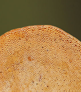 Black-Foot Polypore - Cerioporus leptocephalus Habitat: Growing on birch
https://www.jungledragon.com/image/142929/black-foot_polypore_-_cerioporus_leptocephalus.html Blackfoot polypore,Cerioporus leptocephalus,Geotagged,Summer,United States,cerioporus,fungus,mushroom,polypore