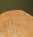 Black-Foot Polypore - Cerioporus leptocephalus Habitat: Growing on birch<br />
https://www.jungledragon.com/image/142929/black-foot_polypore_-_cerioporus_leptocephalus.html Blackfoot polypore,Cerioporus leptocephalus,Geotagged,Summer,United States,cerioporus,fungus,mushroom,polypore