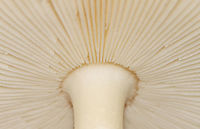 Saffron Ringless Amanita - Amanita crocea group Amanita crocea is a European species, and the name is also applied to collections made in the Americas. But, it is undergoing revision and will eventually have a new species name.<br />
<br />
Cap was plane with center umbo, orange, tacky, and striate at margin; Gills were white, free, close/crowded with short gills; Stipe was slightly tapered at apex, covered with fibrils and chevrons, and ringless; base had a sac-like volva with a ring of orange on the lip.<br />
<br />
Habitat: Deciduous forest<br />
https://www.jungledragon.com/image/142952/saffron_ringless_amanita_-_amanita_crocea_group.html<br />
https://www.jungledragon.com/image/142956/saffron_ringless_amanita_-_amanita_crocea_group.html<br />
https://www.jungledragon.com/image/142955/saffron_ringless_amanita_-_amanita_crocea_group.html<br />
https://www.jungledragon.com/image/142954/saffron_ringless_amanita_-_amanita_crocea_group.html<br />
https://www.jungledragon.com/image/142953/saffron_ringless_amanita_-_amanita_crocea_group.html Amanita crocea,Amanita crocea group,Amanita sect. Vaginatae,Amanita vaginata crocea,Geotagged,Saffron ringless amanita,Summer,United States,amanita,fungus,mushroom