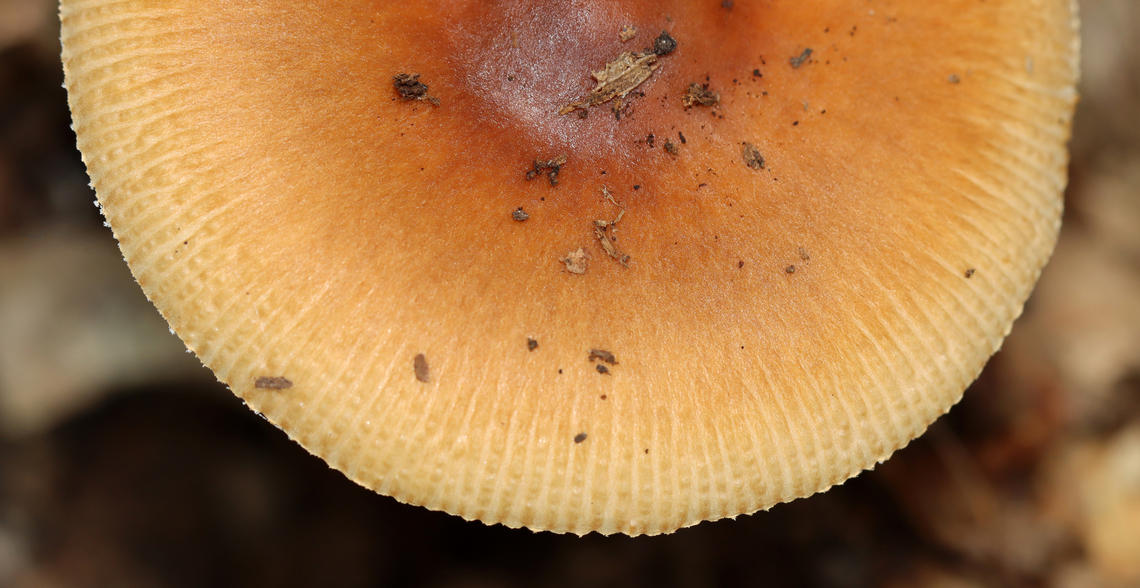 Saffron Ringless Amanita - Amanita crocea group Amanita crocea is a European species, and the name is also applied to collections made in the Americas. But, it is undergoing revision and will eventually have a new species name.<br />
<br />
Cap was plane with center umbo, orange, tacky, and striate at margin; Gills were white, free, close/crowded with short gills; Stipe was slightly tapered at apex, covered with fibrils and chevrons, and ringless; base had a sac-like volva with a ring of orange on the lip.<br />
<br />
Habitat: Deciduous forest<br />
<figure class="photo"><a href="https://www.jungledragon.com/image/142952/saffron_ringless_amanita_-_amanita_crocea_group.html" title="Saffron Ringless Amanita - Amanita crocea group"><img src="https://s3.amazonaws.com/media.jungledragon.com/images/3232/142952_thumb.jpg?AWSAccessKeyId=05GMT0V3GWVNE7GGM1R2&Expires=1759968010&Signature=l9mk7he%2BAo945MOBmD04LDUyB6c%3D" width="200" height="130" alt="Saffron Ringless Amanita - Amanita crocea group Amanita crocea is a European species, and the name is also applied to collections made in the Americas. But, it is undergoing revision and will eventually have a new species name.<br />
<br />
Cap was plane with center umbo, orange, tacky, and striate at margin; Gills were white, free, close/crowded with short gills; Stipe was slightly tapered at apex, covered with fibrils and chevrons, and ringless; base had a sac-like volva with a ring of orange on the lip.<br />
<br />
Habitat: Deciduous forest<br />
https://www.jungledragon.com/image/142952/saffron_ringless_amanita_-_amanita_crocea_group.html<br />
https://www.jungledragon.com/image/142956/saffron_ringless_amanita_-_amanita_crocea_group.html<br />
https://www.jungledragon.com/image/142955/saffron_ringless_amanita_-_amanita_crocea_group.html<br />
https://www.jungledragon.com/image/142954/saffron_ringless_amanita_-_amanita_crocea_group.html<br />
https://www.jungledragon.com/image/142953/saffron_ringless_amanita_-_amanita_crocea_group.html Amanita crocea,Amanita crocea group,Amanita sect. Vaginatae,Amanita vaginata crocea,Geotagged,Saffron ringless amanita,Summer,United States,amanita,fungus,mushroom" /></a></figure><br />
<figure class="photo"><a href="https://www.jungledragon.com/image/142956/saffron_ringless_amanita_-_amanita_crocea_group.html" title="Saffron Ringless Amanita - Amanita crocea group"><img src="https://s3.amazonaws.com/media.jungledragon.com/images/3232/142956_thumb.jpg?AWSAccessKeyId=05GMT0V3GWVNE7GGM1R2&Expires=1759968010&Signature=ym4qgDY9R49eKuuBKI0ghMA67%2FI%3D" width="102" height="152" alt="Saffron Ringless Amanita - Amanita crocea group Amanita crocea is a European species, and the name is also applied to collections made in the Americas. But, it is undergoing revision and will eventually have a new species name.<br />
<br />
Cap was plane with center umbo, orange, tacky, and striate at margin; Gills were white, free, close/crowded with short gills; Stipe was slightly tapered at apex, covered with fibrils and chevrons, and ringless; base had a sac-like volva with a ring of orange on the lip.<br />
<br />
Habitat: Deciduous forest<br />
https://www.jungledragon.com/image/142952/saffron_ringless_amanita_-_amanita_crocea_group.html<br />
https://www.jungledragon.com/image/142956/saffron_ringless_amanita_-_amanita_crocea_group.html<br />
https://www.jungledragon.com/image/142955/saffron_ringless_amanita_-_amanita_crocea_group.html<br />
https://www.jungledragon.com/image/142954/saffron_ringless_amanita_-_amanita_crocea_group.html<br />
https://www.jungledragon.com/image/142953/saffron_ringless_amanita_-_amanita_crocea_group.html<br />
 Amanita crocea,Geotagged,Saffron ringless amanita,Summer,United States" /></a></figure><br />
<figure class="photo"><a href="https://www.jungledragon.com/image/142955/saffron_ringless_amanita_-_amanita_crocea_group.html" title="Saffron Ringless Amanita - Amanita crocea group"><img src="https://s3.amazonaws.com/media.jungledragon.com/images/3232/142955_thumb.jpg?AWSAccessKeyId=05GMT0V3GWVNE7GGM1R2&Expires=1759968010&Signature=BSLX4b0V1NO4QYQY1uT5xtITW0Q%3D" width="120" height="152" alt="Saffron Ringless Amanita - Amanita crocea group Amanita crocea is a European species, and the name is also applied to collections made in the Americas. But, it is undergoing revision and will eventually have a new species name.<br />
<br />
Cap was plane with center umbo, orange, tacky, and striate at margin; Gills were white, free, close/crowded with short gills; Stipe was slightly tapered at apex, covered with fibrils and chevrons, and ringless; base had a sac-like volva with a ring of orange on the lip.<br />
<br />
Habitat: Deciduous forest<br />
https://www.jungledragon.com/image/142952/saffron_ringless_amanita_-_amanita_crocea_group.html<br />
https://www.jungledragon.com/image/142956/saffron_ringless_amanita_-_amanita_crocea_group.html<br />
https://www.jungledragon.com/image/142955/saffron_ringless_amanita_-_amanita_crocea_group.html<br />
https://www.jungledragon.com/image/142954/saffron_ringless_amanita_-_amanita_crocea_group.html<br />
https://www.jungledragon.com/image/142953/saffron_ringless_amanita_-_amanita_crocea_group.html Amanita crocea,Geotagged,Saffron ringless amanita,Summer,United States" /></a></figure><br />
<figure class="photo"><a href="https://www.jungledragon.com/image/142954/saffron_ringless_amanita_-_amanita_crocea_group.html" title="Saffron Ringless Amanita - Amanita crocea group"><img src="https://s3.amazonaws.com/media.jungledragon.com/images/3232/142954_thumb.jpg?AWSAccessKeyId=05GMT0V3GWVNE7GGM1R2&Expires=1759968010&Signature=lRHWIo1ohhw3NLRhQkGgG1rjwIo%3D" width="200" height="150" alt="Saffron Ringless Amanita - Amanita crocea group Amanita crocea is a European species, and the name is also applied to collections made in the Americas. But, it is undergoing revision and will eventually have a new species name.<br />
<br />
Cap was plane with center umbo, orange, tacky, and striate at margin; Gills were white, free, close/crowded with short gills; Stipe was slightly tapered at apex, covered with fibrils and chevrons, and ringless; base had a sac-like volva with a ring of orange on the lip.<br />
<br />
Habitat: Deciduous forest<br />
https://www.jungledragon.com/image/142952/saffron_ringless_amanita_-_amanita_crocea_group.html<br />
https://www.jungledragon.com/image/142956/saffron_ringless_amanita_-_amanita_crocea_group.html<br />
https://www.jungledragon.com/image/142955/saffron_ringless_amanita_-_amanita_crocea_group.html<br />
https://www.jungledragon.com/image/142954/saffron_ringless_amanita_-_amanita_crocea_group.html<br />
https://www.jungledragon.com/image/142953/saffron_ringless_amanita_-_amanita_crocea_group.html<br />
 Amanita crocea,Geotagged,Saffron ringless amanita,Summer,United States" /></a></figure><br />
<figure class="photo"><a href="https://www.jungledragon.com/image/142953/saffron_ringless_amanita_-_amanita_crocea_group.html" title="Saffron Ringless Amanita - Amanita crocea group"><img src="https://s3.amazonaws.com/media.jungledragon.com/images/3232/142953_thumb.jpg?AWSAccessKeyId=05GMT0V3GWVNE7GGM1R2&Expires=1759968010&Signature=3aUooc1KJTelD%2BnGbauWhE70AHE%3D" width="200" height="104" alt="Saffron Ringless Amanita - Amanita crocea group Amanita crocea is a European species, and the name is also applied to collections made in the Americas. But, it is undergoing revision and will eventually have a new species name.<br />
<br />
Cap was plane with center umbo, orange, tacky, and striate at margin; Gills were white, free, close/crowded with short gills; Stipe was slightly tapered at apex, covered with fibrils and chevrons, and ringless; base had a sac-like volva with a ring of orange on the lip.<br />
<br />
Habitat: Deciduous forest<br />
https://www.jungledragon.com/image/142952/saffron_ringless_amanita_-_amanita_crocea_group.html<br />
https://www.jungledragon.com/image/142956/saffron_ringless_amanita_-_amanita_crocea_group.html<br />
https://www.jungledragon.com/image/142955/saffron_ringless_amanita_-_amanita_crocea_group.html<br />
https://www.jungledragon.com/image/142954/saffron_ringless_amanita_-_amanita_crocea_group.html<br />
https://www.jungledragon.com/image/142953/saffron_ringless_amanita_-_amanita_crocea_group.html Amanita crocea,Geotagged,Saffron ringless amanita,Summer,United States" /></a></figure> Amanita crocea,Geotagged,Saffron ringless amanita,Summer,United States