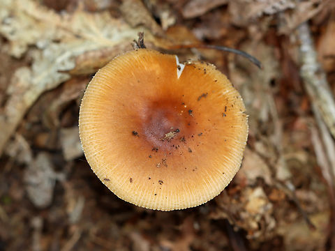 Saffron Ringless Amanita - Amanita crocea group Amanita crocea is a European species, and the name is also applied to collections made in the Americas. But, it is undergoing revision and will eventually have a new species name.

Cap was plane with center umbo, orange, tacky, and striate at margin; Gills were white, free, close/crowded with short gills; Stipe was slightly tapered at apex, covered with fibrils and chevrons, and ringless; base had a sac-like volva with a ring of orange on the lip.

Habitat: Deciduous forest
https://www.jungledragon.com/image/142952/saffron_ringless_amanita_-_amanita_crocea_group.html
https://www.jungledragon.com/image/142956/saffron_ringless_amanita_-_amanita_crocea_group.html
https://www.jungledragon.com/image/142955/saffron_ringless_amanita_-_amanita_crocea_group.html
https://www.jungledragon.com/image/142954/saffron_ringless_amanita_-_amanita_crocea_group.html
https://www.jungledragon.com/image/142953/saffron_ringless_amanita_-_amanita_crocea_group.html
 Amanita crocea,Geotagged,Saffron ringless amanita,Summer,United States