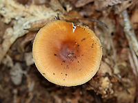 Saffron Ringless Amanita - Amanita crocea group Amanita crocea is a European species, and the name is also applied to collections made in the Americas. But, it is undergoing revision and will eventually have a new species name.<br />
<br />
Cap was plane with center umbo, orange, tacky, and striate at margin; Gills were white, free, close/crowded with short gills; Stipe was slightly tapered at apex, covered with fibrils and chevrons, and ringless; base had a sac-like volva with a ring of orange on the lip.<br />
<br />
Habitat: Deciduous forest<br />
https://www.jungledragon.com/image/142952/saffron_ringless_amanita_-_amanita_crocea_group.html<br />
https://www.jungledragon.com/image/142956/saffron_ringless_amanita_-_amanita_crocea_group.html<br />
https://www.jungledragon.com/image/142955/saffron_ringless_amanita_-_amanita_crocea_group.html<br />
https://www.jungledragon.com/image/142954/saffron_ringless_amanita_-_amanita_crocea_group.html<br />
https://www.jungledragon.com/image/142953/saffron_ringless_amanita_-_amanita_crocea_group.html<br />
Amanita crocea,Geotagged,Saffron ringless amanita,Summer,United States