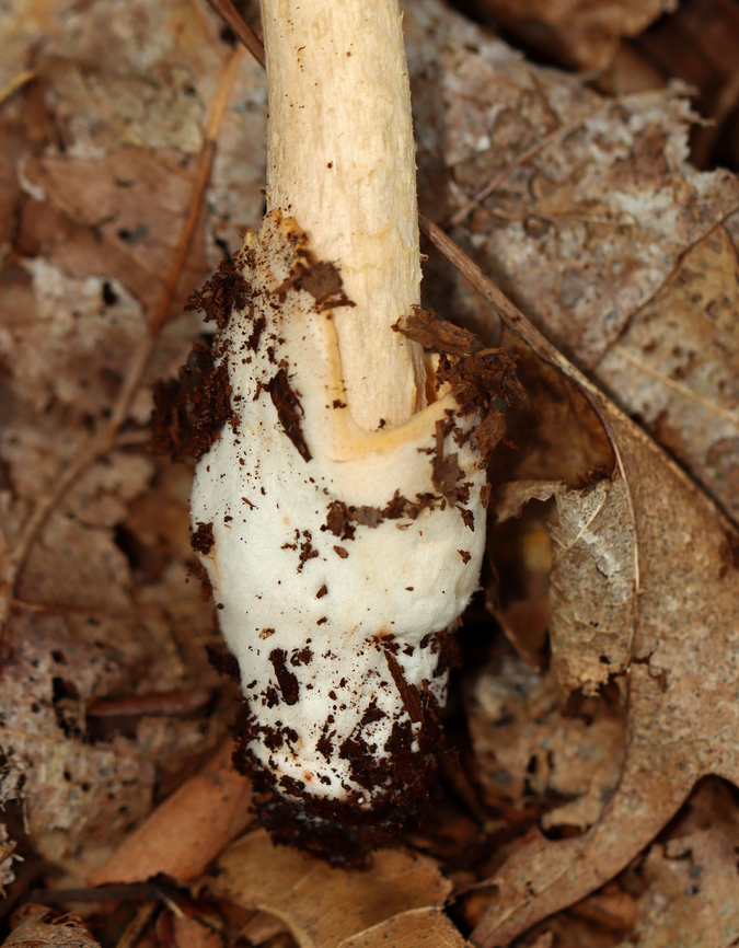 Saffron Ringless Amanita - Amanita crocea group Amanita crocea is a European species, and the name is also applied to collections made in the Americas. But, it is undergoing revision and will eventually have a new species name.<br />
<br />
Cap was plane with center umbo, orange, tacky, and striate at margin; Gills were white, free, close/crowded with short gills; Stipe was slightly tapered at apex, covered with fibrils and chevrons, and ringless; base had a sac-like volva with a ring of orange on the lip.<br />
<br />
Habitat: Deciduous forest<br />
<figure class="photo"><a href="https://www.jungledragon.com/image/142952/saffron_ringless_amanita_-_amanita_crocea_group.html" title="Saffron Ringless Amanita - Amanita crocea group"><img src="https://s3.amazonaws.com/media.jungledragon.com/images/3232/142952_thumb.jpg?AWSAccessKeyId=05GMT0V3GWVNE7GGM1R2&Expires=1767225610&Signature=A8coNxNwYTRrC%2BAUVbodcZh62KU%3D" width="200" height="130" alt="Saffron Ringless Amanita - Amanita crocea group Amanita crocea is a European species, and the name is also applied to collections made in the Americas. But, it is undergoing revision and will eventually have a new species name.<br />
<br />
Cap was plane with center umbo, orange, tacky, and striate at margin; Gills were white, free, close/crowded with short gills; Stipe was slightly tapered at apex, covered with fibrils and chevrons, and ringless; base had a sac-like volva with a ring of orange on the lip.<br />
<br />
Habitat: Deciduous forest<br />
https://www.jungledragon.com/image/142952/saffron_ringless_amanita_-_amanita_crocea_group.html<br />
https://www.jungledragon.com/image/142956/saffron_ringless_amanita_-_amanita_crocea_group.html<br />
https://www.jungledragon.com/image/142955/saffron_ringless_amanita_-_amanita_crocea_group.html<br />
https://www.jungledragon.com/image/142954/saffron_ringless_amanita_-_amanita_crocea_group.html<br />
https://www.jungledragon.com/image/142953/saffron_ringless_amanita_-_amanita_crocea_group.html Amanita crocea,Amanita crocea group,Amanita sect. Vaginatae,Amanita vaginata crocea,Geotagged,Saffron ringless amanita,Summer,United States,amanita,fungus,mushroom" /></a></figure><br />
<figure class="photo"><a href="https://www.jungledragon.com/image/142956/saffron_ringless_amanita_-_amanita_crocea_group.html" title="Saffron Ringless Amanita - Amanita crocea group"><img src="https://s3.amazonaws.com/media.jungledragon.com/images/3232/142956_thumb.jpg?AWSAccessKeyId=05GMT0V3GWVNE7GGM1R2&Expires=1767225610&Signature=FvfGiL2lmra1FTJ4nt3OHM8oII4%3D" width="102" height="152" alt="Saffron Ringless Amanita - Amanita crocea group Amanita crocea is a European species, and the name is also applied to collections made in the Americas. But, it is undergoing revision and will eventually have a new species name.<br />
<br />
Cap was plane with center umbo, orange, tacky, and striate at margin; Gills were white, free, close/crowded with short gills; Stipe was slightly tapered at apex, covered with fibrils and chevrons, and ringless; base had a sac-like volva with a ring of orange on the lip.<br />
<br />
Habitat: Deciduous forest<br />
https://www.jungledragon.com/image/142952/saffron_ringless_amanita_-_amanita_crocea_group.html<br />
https://www.jungledragon.com/image/142956/saffron_ringless_amanita_-_amanita_crocea_group.html<br />
https://www.jungledragon.com/image/142955/saffron_ringless_amanita_-_amanita_crocea_group.html<br />
https://www.jungledragon.com/image/142954/saffron_ringless_amanita_-_amanita_crocea_group.html<br />
https://www.jungledragon.com/image/142953/saffron_ringless_amanita_-_amanita_crocea_group.html<br />
 Amanita crocea,Geotagged,Saffron ringless amanita,Summer,United States" /></a></figure><br />
<figure class="photo"><a href="https://www.jungledragon.com/image/142955/saffron_ringless_amanita_-_amanita_crocea_group.html" title="Saffron Ringless Amanita - Amanita crocea group"><img src="https://s3.amazonaws.com/media.jungledragon.com/images/3232/142955_thumb.jpg?AWSAccessKeyId=05GMT0V3GWVNE7GGM1R2&Expires=1767225610&Signature=fScB7jDLmo%2F260ohUU8yYHcNWhs%3D" width="120" height="152" alt="Saffron Ringless Amanita - Amanita crocea group Amanita crocea is a European species, and the name is also applied to collections made in the Americas. But, it is undergoing revision and will eventually have a new species name.<br />
<br />
Cap was plane with center umbo, orange, tacky, and striate at margin; Gills were white, free, close/crowded with short gills; Stipe was slightly tapered at apex, covered with fibrils and chevrons, and ringless; base had a sac-like volva with a ring of orange on the lip.<br />
<br />
Habitat: Deciduous forest<br />
https://www.jungledragon.com/image/142952/saffron_ringless_amanita_-_amanita_crocea_group.html<br />
https://www.jungledragon.com/image/142956/saffron_ringless_amanita_-_amanita_crocea_group.html<br />
https://www.jungledragon.com/image/142955/saffron_ringless_amanita_-_amanita_crocea_group.html<br />
https://www.jungledragon.com/image/142954/saffron_ringless_amanita_-_amanita_crocea_group.html<br />
https://www.jungledragon.com/image/142953/saffron_ringless_amanita_-_amanita_crocea_group.html Amanita crocea,Geotagged,Saffron ringless amanita,Summer,United States" /></a></figure><br />
<figure class="photo"><a href="https://www.jungledragon.com/image/142954/saffron_ringless_amanita_-_amanita_crocea_group.html" title="Saffron Ringless Amanita - Amanita crocea group"><img src="https://s3.amazonaws.com/media.jungledragon.com/images/3232/142954_thumb.jpg?AWSAccessKeyId=05GMT0V3GWVNE7GGM1R2&Expires=1767225610&Signature=jKvsMKHgY7qnIPH%2BDBNXiiQAXFo%3D" width="200" height="150" alt="Saffron Ringless Amanita - Amanita crocea group Amanita crocea is a European species, and the name is also applied to collections made in the Americas. But, it is undergoing revision and will eventually have a new species name.<br />
<br />
Cap was plane with center umbo, orange, tacky, and striate at margin; Gills were white, free, close/crowded with short gills; Stipe was slightly tapered at apex, covered with fibrils and chevrons, and ringless; base had a sac-like volva with a ring of orange on the lip.<br />
<br />
Habitat: Deciduous forest<br />
https://www.jungledragon.com/image/142952/saffron_ringless_amanita_-_amanita_crocea_group.html<br />
https://www.jungledragon.com/image/142956/saffron_ringless_amanita_-_amanita_crocea_group.html<br />
https://www.jungledragon.com/image/142955/saffron_ringless_amanita_-_amanita_crocea_group.html<br />
https://www.jungledragon.com/image/142954/saffron_ringless_amanita_-_amanita_crocea_group.html<br />
https://www.jungledragon.com/image/142953/saffron_ringless_amanita_-_amanita_crocea_group.html<br />
 Amanita crocea,Geotagged,Saffron ringless amanita,Summer,United States" /></a></figure><br />
<figure class="photo"><a href="https://www.jungledragon.com/image/142953/saffron_ringless_amanita_-_amanita_crocea_group.html" title="Saffron Ringless Amanita - Amanita crocea group"><img src="https://s3.amazonaws.com/media.jungledragon.com/images/3232/142953_thumb.jpg?AWSAccessKeyId=05GMT0V3GWVNE7GGM1R2&Expires=1767225610&Signature=OlM8hvxRCXzJXjMi03ku%2B4HhqpI%3D" width="200" height="104" alt="Saffron Ringless Amanita - Amanita crocea group Amanita crocea is a European species, and the name is also applied to collections made in the Americas. But, it is undergoing revision and will eventually have a new species name.<br />
<br />
Cap was plane with center umbo, orange, tacky, and striate at margin; Gills were white, free, close/crowded with short gills; Stipe was slightly tapered at apex, covered with fibrils and chevrons, and ringless; base had a sac-like volva with a ring of orange on the lip.<br />
<br />
Habitat: Deciduous forest<br />
https://www.jungledragon.com/image/142952/saffron_ringless_amanita_-_amanita_crocea_group.html<br />
https://www.jungledragon.com/image/142956/saffron_ringless_amanita_-_amanita_crocea_group.html<br />
https://www.jungledragon.com/image/142955/saffron_ringless_amanita_-_amanita_crocea_group.html<br />
https://www.jungledragon.com/image/142954/saffron_ringless_amanita_-_amanita_crocea_group.html<br />
https://www.jungledragon.com/image/142953/saffron_ringless_amanita_-_amanita_crocea_group.html Amanita crocea,Geotagged,Saffron ringless amanita,Summer,United States" /></a></figure> Amanita crocea,Geotagged,Saffron ringless amanita,Summer,United States