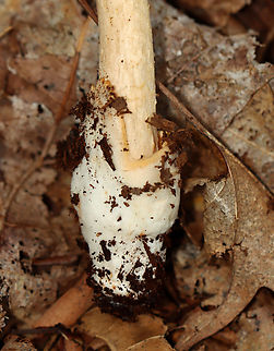 Saffron Ringless Amanita - Amanita crocea group Amanita crocea is a European species, and the name is also applied to collections made in the Americas. But, it is undergoing revision and will eventually have a new species name.

Cap was plane with center umbo, orange, tacky, and striate at margin; Gills were white, free, close/crowded with short gills; Stipe was slightly tapered at apex, covered with fibrils and chevrons, and ringless; base had a sac-like volva with a ring of orange on the lip.

Habitat: Deciduous forest
https://www.jungledragon.com/image/142952/saffron_ringless_amanita_-_amanita_crocea_group.html
https://www.jungledragon.com/image/142956/saffron_ringless_amanita_-_amanita_crocea_group.html
https://www.jungledragon.com/image/142955/saffron_ringless_amanita_-_amanita_crocea_group.html
https://www.jungledragon.com/image/142954/saffron_ringless_amanita_-_amanita_crocea_group.html
https://www.jungledragon.com/image/142953/saffron_ringless_amanita_-_amanita_crocea_group.html Amanita crocea,Geotagged,Saffron ringless amanita,Summer,United States