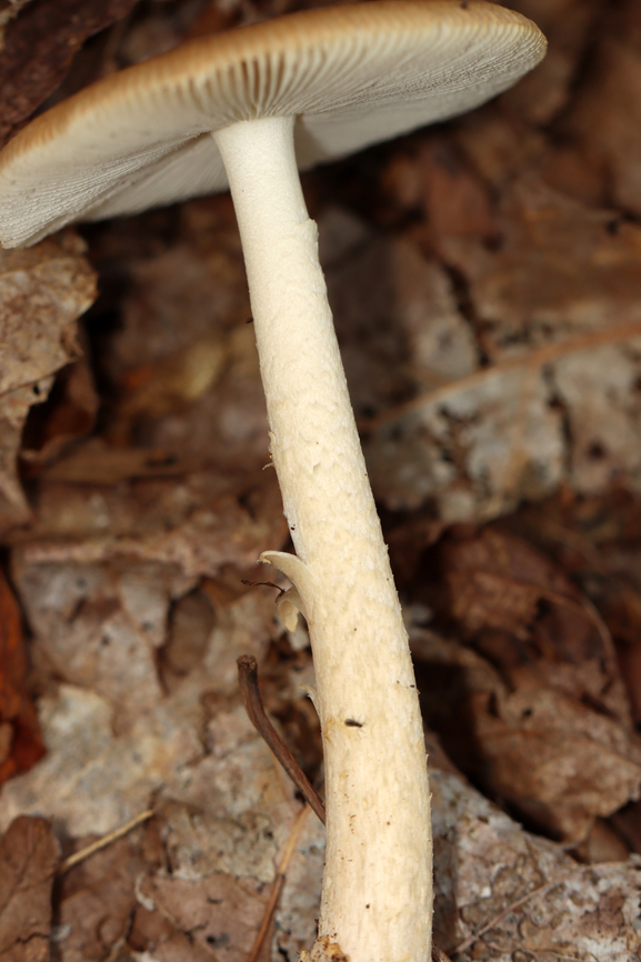 Saffron Ringless Amanita - Amanita crocea group Amanita crocea is a European species, and the name is also applied to collections made in the Americas. But, it is undergoing revision and will eventually have a new species name.<br />
<br />
Cap was plane with center umbo, orange, tacky, and striate at margin; Gills were white, free, close/crowded with short gills; Stipe was slightly tapered at apex, covered with fibrils and chevrons, and ringless; base had a sac-like volva with a ring of orange on the lip.<br />
<br />
Habitat: Deciduous forest<br />
<figure class="photo"><a href="https://www.jungledragon.com/image/142952/saffron_ringless_amanita_-_amanita_crocea_group.html" title="Saffron Ringless Amanita - Amanita crocea group"><img src="https://s3.amazonaws.com/media.jungledragon.com/images/3232/142952_thumb.jpg?AWSAccessKeyId=05GMT0V3GWVNE7GGM1R2&Expires=1767225610&Signature=A8coNxNwYTRrC%2BAUVbodcZh62KU%3D" width="200" height="130" alt="Saffron Ringless Amanita - Amanita crocea group Amanita crocea is a European species, and the name is also applied to collections made in the Americas. But, it is undergoing revision and will eventually have a new species name.<br />
<br />
Cap was plane with center umbo, orange, tacky, and striate at margin; Gills were white, free, close/crowded with short gills; Stipe was slightly tapered at apex, covered with fibrils and chevrons, and ringless; base had a sac-like volva with a ring of orange on the lip.<br />
<br />
Habitat: Deciduous forest<br />
https://www.jungledragon.com/image/142952/saffron_ringless_amanita_-_amanita_crocea_group.html<br />
https://www.jungledragon.com/image/142956/saffron_ringless_amanita_-_amanita_crocea_group.html<br />
https://www.jungledragon.com/image/142955/saffron_ringless_amanita_-_amanita_crocea_group.html<br />
https://www.jungledragon.com/image/142954/saffron_ringless_amanita_-_amanita_crocea_group.html<br />
https://www.jungledragon.com/image/142953/saffron_ringless_amanita_-_amanita_crocea_group.html Amanita crocea,Amanita crocea group,Amanita sect. Vaginatae,Amanita vaginata crocea,Geotagged,Saffron ringless amanita,Summer,United States,amanita,fungus,mushroom" /></a></figure><br />
<figure class="photo"><a href="https://www.jungledragon.com/image/142956/saffron_ringless_amanita_-_amanita_crocea_group.html" title="Saffron Ringless Amanita - Amanita crocea group"><img src="https://s3.amazonaws.com/media.jungledragon.com/images/3232/142956_thumb.jpg?AWSAccessKeyId=05GMT0V3GWVNE7GGM1R2&Expires=1767225610&Signature=FvfGiL2lmra1FTJ4nt3OHM8oII4%3D" width="102" height="152" alt="Saffron Ringless Amanita - Amanita crocea group Amanita crocea is a European species, and the name is also applied to collections made in the Americas. But, it is undergoing revision and will eventually have a new species name.<br />
<br />
Cap was plane with center umbo, orange, tacky, and striate at margin; Gills were white, free, close/crowded with short gills; Stipe was slightly tapered at apex, covered with fibrils and chevrons, and ringless; base had a sac-like volva with a ring of orange on the lip.<br />
<br />
Habitat: Deciduous forest<br />
https://www.jungledragon.com/image/142952/saffron_ringless_amanita_-_amanita_crocea_group.html<br />
https://www.jungledragon.com/image/142956/saffron_ringless_amanita_-_amanita_crocea_group.html<br />
https://www.jungledragon.com/image/142955/saffron_ringless_amanita_-_amanita_crocea_group.html<br />
https://www.jungledragon.com/image/142954/saffron_ringless_amanita_-_amanita_crocea_group.html<br />
https://www.jungledragon.com/image/142953/saffron_ringless_amanita_-_amanita_crocea_group.html<br />
 Amanita crocea,Geotagged,Saffron ringless amanita,Summer,United States" /></a></figure><br />
<figure class="photo"><a href="https://www.jungledragon.com/image/142955/saffron_ringless_amanita_-_amanita_crocea_group.html" title="Saffron Ringless Amanita - Amanita crocea group"><img src="https://s3.amazonaws.com/media.jungledragon.com/images/3232/142955_thumb.jpg?AWSAccessKeyId=05GMT0V3GWVNE7GGM1R2&Expires=1767225610&Signature=fScB7jDLmo%2F260ohUU8yYHcNWhs%3D" width="120" height="152" alt="Saffron Ringless Amanita - Amanita crocea group Amanita crocea is a European species, and the name is also applied to collections made in the Americas. But, it is undergoing revision and will eventually have a new species name.<br />
<br />
Cap was plane with center umbo, orange, tacky, and striate at margin; Gills were white, free, close/crowded with short gills; Stipe was slightly tapered at apex, covered with fibrils and chevrons, and ringless; base had a sac-like volva with a ring of orange on the lip.<br />
<br />
Habitat: Deciduous forest<br />
https://www.jungledragon.com/image/142952/saffron_ringless_amanita_-_amanita_crocea_group.html<br />
https://www.jungledragon.com/image/142956/saffron_ringless_amanita_-_amanita_crocea_group.html<br />
https://www.jungledragon.com/image/142955/saffron_ringless_amanita_-_amanita_crocea_group.html<br />
https://www.jungledragon.com/image/142954/saffron_ringless_amanita_-_amanita_crocea_group.html<br />
https://www.jungledragon.com/image/142953/saffron_ringless_amanita_-_amanita_crocea_group.html Amanita crocea,Geotagged,Saffron ringless amanita,Summer,United States" /></a></figure><br />
<figure class="photo"><a href="https://www.jungledragon.com/image/142954/saffron_ringless_amanita_-_amanita_crocea_group.html" title="Saffron Ringless Amanita - Amanita crocea group"><img src="https://s3.amazonaws.com/media.jungledragon.com/images/3232/142954_thumb.jpg?AWSAccessKeyId=05GMT0V3GWVNE7GGM1R2&Expires=1767225610&Signature=jKvsMKHgY7qnIPH%2BDBNXiiQAXFo%3D" width="200" height="150" alt="Saffron Ringless Amanita - Amanita crocea group Amanita crocea is a European species, and the name is also applied to collections made in the Americas. But, it is undergoing revision and will eventually have a new species name.<br />
<br />
Cap was plane with center umbo, orange, tacky, and striate at margin; Gills were white, free, close/crowded with short gills; Stipe was slightly tapered at apex, covered with fibrils and chevrons, and ringless; base had a sac-like volva with a ring of orange on the lip.<br />
<br />
Habitat: Deciduous forest<br />
https://www.jungledragon.com/image/142952/saffron_ringless_amanita_-_amanita_crocea_group.html<br />
https://www.jungledragon.com/image/142956/saffron_ringless_amanita_-_amanita_crocea_group.html<br />
https://www.jungledragon.com/image/142955/saffron_ringless_amanita_-_amanita_crocea_group.html<br />
https://www.jungledragon.com/image/142954/saffron_ringless_amanita_-_amanita_crocea_group.html<br />
https://www.jungledragon.com/image/142953/saffron_ringless_amanita_-_amanita_crocea_group.html<br />
 Amanita crocea,Geotagged,Saffron ringless amanita,Summer,United States" /></a></figure><br />
<figure class="photo"><a href="https://www.jungledragon.com/image/142953/saffron_ringless_amanita_-_amanita_crocea_group.html" title="Saffron Ringless Amanita - Amanita crocea group"><img src="https://s3.amazonaws.com/media.jungledragon.com/images/3232/142953_thumb.jpg?AWSAccessKeyId=05GMT0V3GWVNE7GGM1R2&Expires=1767225610&Signature=OlM8hvxRCXzJXjMi03ku%2B4HhqpI%3D" width="200" height="104" alt="Saffron Ringless Amanita - Amanita crocea group Amanita crocea is a European species, and the name is also applied to collections made in the Americas. But, it is undergoing revision and will eventually have a new species name.<br />
<br />
Cap was plane with center umbo, orange, tacky, and striate at margin; Gills were white, free, close/crowded with short gills; Stipe was slightly tapered at apex, covered with fibrils and chevrons, and ringless; base had a sac-like volva with a ring of orange on the lip.<br />
<br />
Habitat: Deciduous forest<br />
https://www.jungledragon.com/image/142952/saffron_ringless_amanita_-_amanita_crocea_group.html<br />
https://www.jungledragon.com/image/142956/saffron_ringless_amanita_-_amanita_crocea_group.html<br />
https://www.jungledragon.com/image/142955/saffron_ringless_amanita_-_amanita_crocea_group.html<br />
https://www.jungledragon.com/image/142954/saffron_ringless_amanita_-_amanita_crocea_group.html<br />
https://www.jungledragon.com/image/142953/saffron_ringless_amanita_-_amanita_crocea_group.html Amanita crocea,Geotagged,Saffron ringless amanita,Summer,United States" /></a></figure><br />
 Amanita crocea,Geotagged,Saffron ringless amanita,Summer,United States