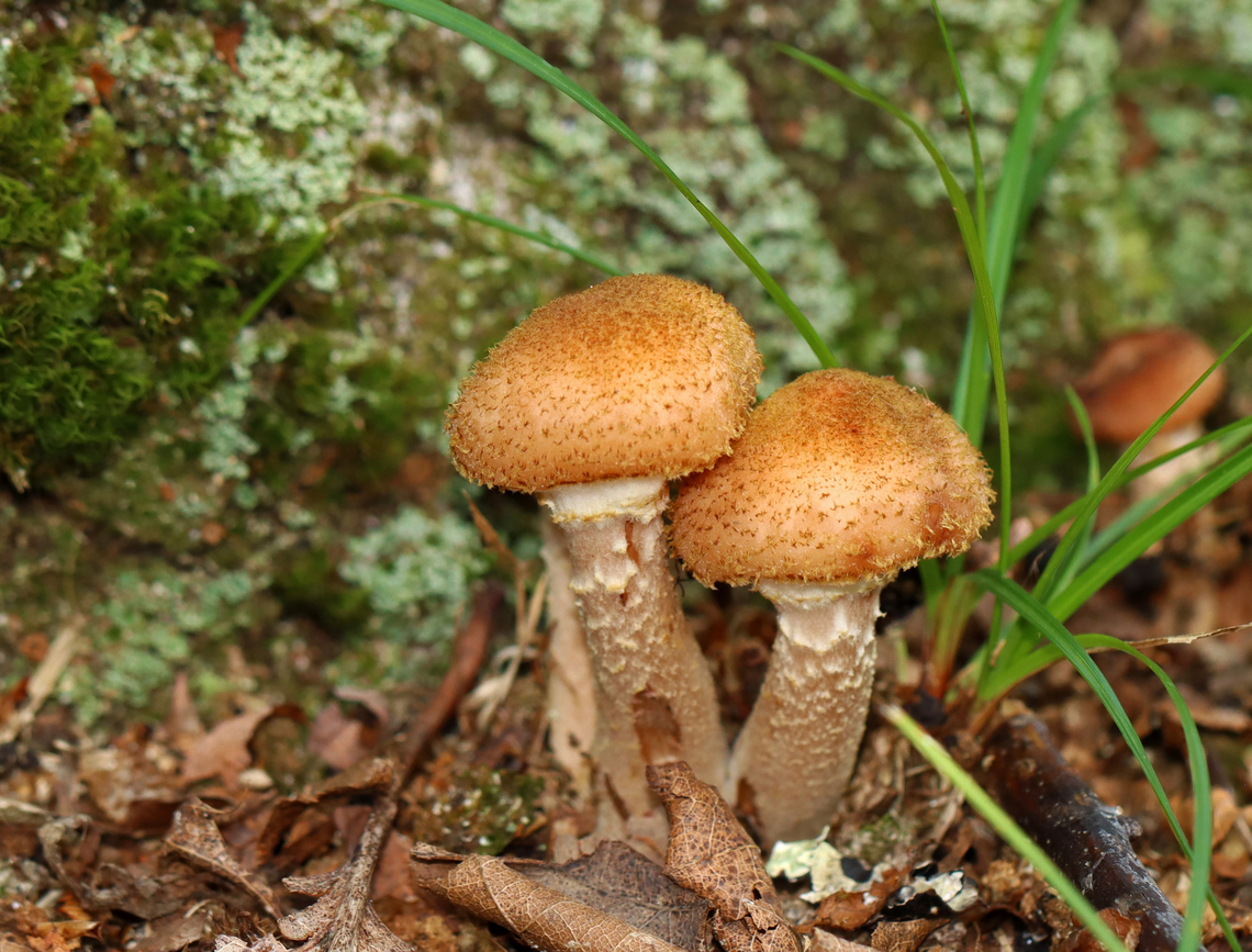 Honey Fungus - Armillaria mellea Habitat: Deciduous forest<br />
<figure class="photo"><a href="https://www.jungledragon.com/image/142959/honey_fungus_-_armillaria_mellea.html" title="Honey Fungus - Armillaria mellea"><img src="https://s3.amazonaws.com/media.jungledragon.com/images/3232/142959_thumb.jpg?AWSAccessKeyId=05GMT0V3GWVNE7GGM1R2&Expires=1763596810&Signature=UA5jgU%2Bs2GTkf9gOryufXiIuxkM%3D" width="200" height="136" alt="Honey Fungus - Armillaria mellea Habitat: Deciduous forest<br />
https://www.jungledragon.com/image/142959/honey_fungus_-_armillaria_mellea.html<br />
https://www.jungledragon.com/image/142958/honey_fungus_-_armillaria_mellea.html<br />
https://www.jungledragon.com/image/142957/honey_fungus_-_armillaria_mellea.html Armillaria mellea,Geotagged,Honey fungus,Summer,United States,armillaria,fungus,mushroom" /></a></figure><br />
<figure class="photo"><a href="https://www.jungledragon.com/image/142958/honey_fungus_-_armillaria_mellea.html" title="Honey Fungus - Armillaria mellea"><img src="https://s3.amazonaws.com/media.jungledragon.com/images/3232/142958_thumb.jpg?AWSAccessKeyId=05GMT0V3GWVNE7GGM1R2&Expires=1763596810&Signature=l7A0huwgXOSd0FOj8zpTaCQPfGk%3D" width="126" height="152" alt="Honey Fungus - Armillaria mellea Habitat: Deciduous forest<br />
https://www.jungledragon.com/image/142959/honey_fungus_-_armillaria_mellea.html<br />
https://www.jungledragon.com/image/142958/honey_fungus_-_armillaria_mellea.html<br />
https://www.jungledragon.com/image/142957/honey_fungus_-_armillaria_mellea.html Armillaria mellea,Geotagged,Honey fungus,Summer,United States" /></a></figure><br />
<figure class="photo"><a href="https://www.jungledragon.com/image/142957/honey_fungus_-_armillaria_mellea.html" title="Honey Fungus - Armillaria mellea"><img src="https://s3.amazonaws.com/media.jungledragon.com/images/3232/142957_thumb.jpg?AWSAccessKeyId=05GMT0V3GWVNE7GGM1R2&Expires=1763596810&Signature=azeqKKqLRz1%2BytGZ61VDePk4P3Q%3D" width="200" height="154" alt="Honey Fungus - Armillaria mellea Habitat: Deciduous forest<br />
https://www.jungledragon.com/image/142959/honey_fungus_-_armillaria_mellea.html<br />
https://www.jungledragon.com/image/142958/honey_fungus_-_armillaria_mellea.html<br />
https://www.jungledragon.com/image/142957/honey_fungus_-_armillaria_mellea.html Armillaria mellea,Geotagged,Honey fungus,Summer,United States" /></a></figure> Armillaria mellea,Geotagged,Honey fungus,Summer,United States