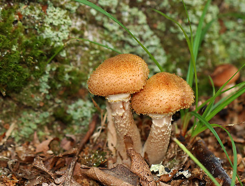 Honey Fungus - Armillaria mellea Habitat: Deciduous forest
https://www.jungledragon.com/image/142959/honey_fungus_-_armillaria_mellea.html
https://www.jungledragon.com/image/142958/honey_fungus_-_armillaria_mellea.html
https://www.jungledragon.com/image/142957/honey_fungus_-_armillaria_mellea.html Armillaria mellea,Geotagged,Honey fungus,Summer,United States