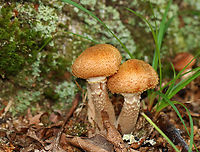 Honey Fungus - Armillaria mellea Habitat: Deciduous forest<br />
https://www.jungledragon.com/image/142959/honey_fungus_-_armillaria_mellea.html<br />
https://www.jungledragon.com/image/142958/honey_fungus_-_armillaria_mellea.html<br />
https://www.jungledragon.com/image/142957/honey_fungus_-_armillaria_mellea.html Armillaria mellea,Geotagged,Honey fungus,Summer,United States