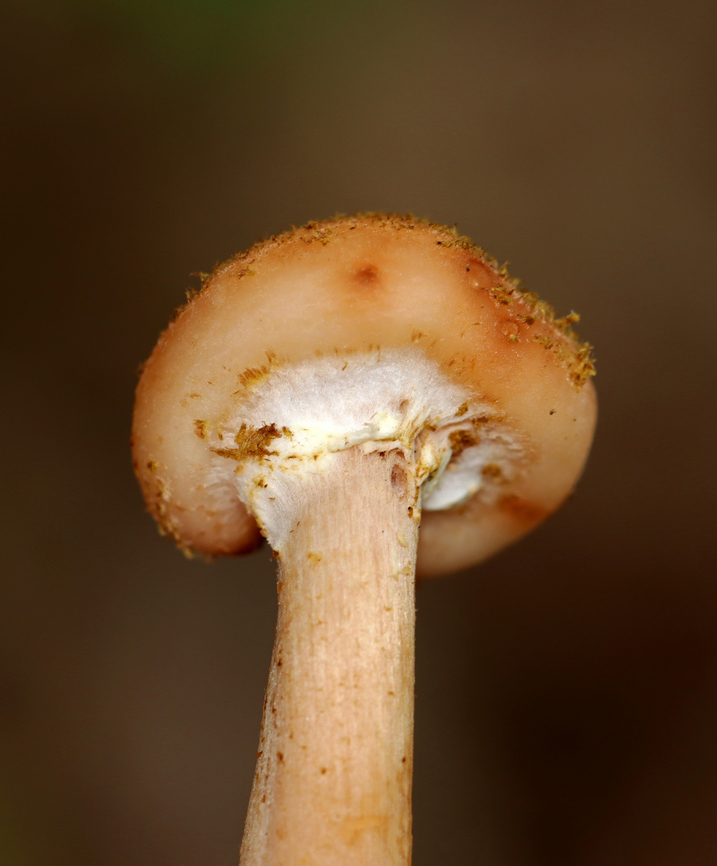 Honey Fungus - Armillaria mellea Habitat: Deciduous forest<br />
<figure class="photo"><a href="https://www.jungledragon.com/image/142959/honey_fungus_-_armillaria_mellea.html" title="Honey Fungus - Armillaria mellea"><img src="https://s3.amazonaws.com/media.jungledragon.com/images/3232/142959_thumb.jpg?AWSAccessKeyId=05GMT0V3GWVNE7GGM1R2&Expires=1763596810&Signature=UA5jgU%2Bs2GTkf9gOryufXiIuxkM%3D" width="200" height="136" alt="Honey Fungus - Armillaria mellea Habitat: Deciduous forest<br />
https://www.jungledragon.com/image/142959/honey_fungus_-_armillaria_mellea.html<br />
https://www.jungledragon.com/image/142958/honey_fungus_-_armillaria_mellea.html<br />
https://www.jungledragon.com/image/142957/honey_fungus_-_armillaria_mellea.html Armillaria mellea,Geotagged,Honey fungus,Summer,United States,armillaria,fungus,mushroom" /></a></figure><br />
<figure class="photo"><a href="https://www.jungledragon.com/image/142958/honey_fungus_-_armillaria_mellea.html" title="Honey Fungus - Armillaria mellea"><img src="https://s3.amazonaws.com/media.jungledragon.com/images/3232/142958_thumb.jpg?AWSAccessKeyId=05GMT0V3GWVNE7GGM1R2&Expires=1763596810&Signature=l7A0huwgXOSd0FOj8zpTaCQPfGk%3D" width="126" height="152" alt="Honey Fungus - Armillaria mellea Habitat: Deciduous forest<br />
https://www.jungledragon.com/image/142959/honey_fungus_-_armillaria_mellea.html<br />
https://www.jungledragon.com/image/142958/honey_fungus_-_armillaria_mellea.html<br />
https://www.jungledragon.com/image/142957/honey_fungus_-_armillaria_mellea.html Armillaria mellea,Geotagged,Honey fungus,Summer,United States" /></a></figure><br />
<figure class="photo"><a href="https://www.jungledragon.com/image/142957/honey_fungus_-_armillaria_mellea.html" title="Honey Fungus - Armillaria mellea"><img src="https://s3.amazonaws.com/media.jungledragon.com/images/3232/142957_thumb.jpg?AWSAccessKeyId=05GMT0V3GWVNE7GGM1R2&Expires=1763596810&Signature=azeqKKqLRz1%2BytGZ61VDePk4P3Q%3D" width="200" height="154" alt="Honey Fungus - Armillaria mellea Habitat: Deciduous forest<br />
https://www.jungledragon.com/image/142959/honey_fungus_-_armillaria_mellea.html<br />
https://www.jungledragon.com/image/142958/honey_fungus_-_armillaria_mellea.html<br />
https://www.jungledragon.com/image/142957/honey_fungus_-_armillaria_mellea.html Armillaria mellea,Geotagged,Honey fungus,Summer,United States" /></a></figure> Armillaria mellea,Geotagged,Honey fungus,Summer,United States