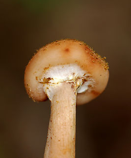 Honey Fungus - Armillaria mellea Habitat: Deciduous forest
https://www.jungledragon.com/image/142959/honey_fungus_-_armillaria_mellea.html
https://www.jungledragon.com/image/142958/honey_fungus_-_armillaria_mellea.html
https://www.jungledragon.com/image/142957/honey_fungus_-_armillaria_mellea.html Armillaria mellea,Geotagged,Honey fungus,Summer,United States