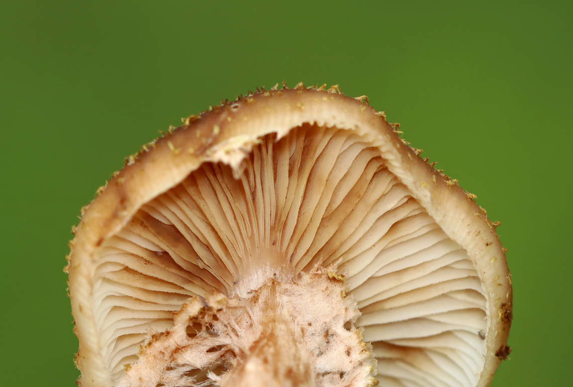 Honey Fungus - Armillaria mellea Habitat: Deciduous forest<br />
<figure class="photo"><a href="https://www.jungledragon.com/image/142959/honey_fungus_-_armillaria_mellea.html" title="Honey Fungus - Armillaria mellea"><img src="https://s3.amazonaws.com/media.jungledragon.com/images/3232/142959_thumb.jpg?AWSAccessKeyId=05GMT0V3GWVNE7GGM1R2&Expires=1759968010&Signature=66xzlIbgrgWvGqQN9HpNGLJNFfQ%3D" width="200" height="136" alt="Honey Fungus - Armillaria mellea Habitat: Deciduous forest<br />
https://www.jungledragon.com/image/142959/honey_fungus_-_armillaria_mellea.html<br />
https://www.jungledragon.com/image/142958/honey_fungus_-_armillaria_mellea.html<br />
https://www.jungledragon.com/image/142957/honey_fungus_-_armillaria_mellea.html Armillaria mellea,Geotagged,Honey fungus,Summer,United States,armillaria,fungus,mushroom" /></a></figure><br />
<figure class="photo"><a href="https://www.jungledragon.com/image/142958/honey_fungus_-_armillaria_mellea.html" title="Honey Fungus - Armillaria mellea"><img src="https://s3.amazonaws.com/media.jungledragon.com/images/3232/142958_thumb.jpg?AWSAccessKeyId=05GMT0V3GWVNE7GGM1R2&Expires=1759968010&Signature=omuPjoRMugvV8Ku54XnPwkZA03o%3D" width="126" height="152" alt="Honey Fungus - Armillaria mellea Habitat: Deciduous forest<br />
https://www.jungledragon.com/image/142959/honey_fungus_-_armillaria_mellea.html<br />
https://www.jungledragon.com/image/142958/honey_fungus_-_armillaria_mellea.html<br />
https://www.jungledragon.com/image/142957/honey_fungus_-_armillaria_mellea.html Armillaria mellea,Geotagged,Honey fungus,Summer,United States" /></a></figure><br />
<figure class="photo"><a href="https://www.jungledragon.com/image/142957/honey_fungus_-_armillaria_mellea.html" title="Honey Fungus - Armillaria mellea"><img src="https://s3.amazonaws.com/media.jungledragon.com/images/3232/142957_thumb.jpg?AWSAccessKeyId=05GMT0V3GWVNE7GGM1R2&Expires=1759968010&Signature=VM93gIchfdSYdPnEty%2BCLY7VJoQ%3D" width="200" height="154" alt="Honey Fungus - Armillaria mellea Habitat: Deciduous forest<br />
https://www.jungledragon.com/image/142959/honey_fungus_-_armillaria_mellea.html<br />
https://www.jungledragon.com/image/142958/honey_fungus_-_armillaria_mellea.html<br />
https://www.jungledragon.com/image/142957/honey_fungus_-_armillaria_mellea.html Armillaria mellea,Geotagged,Honey fungus,Summer,United States" /></a></figure> Armillaria mellea,Geotagged,Honey fungus,Summer,United States,armillaria,fungus,mushroom