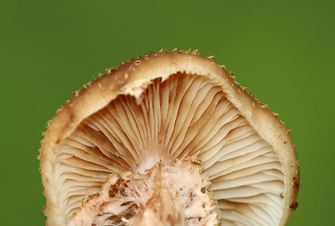 Honey Fungus - Armillaria mellea Habitat: Deciduous forest
https://www.jungledragon.com/image/142959/honey_fungus_-_armillaria_mellea.html
https://www.jungledragon.com/image/142958/honey_fungus_-_armillaria_mellea.html
https://www.jungledragon.com/image/142957/honey_fungus_-_armillaria_mellea.html Armillaria mellea,Geotagged,Honey fungus,Summer,United States,armillaria,fungus,mushroom