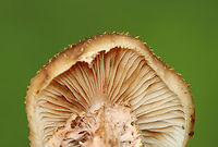 Honey Fungus - Armillaria mellea Habitat: Deciduous forest<br />
https://www.jungledragon.com/image/142959/honey_fungus_-_armillaria_mellea.html<br />
https://www.jungledragon.com/image/142958/honey_fungus_-_armillaria_mellea.html<br />
https://www.jungledragon.com/image/142957/honey_fungus_-_armillaria_mellea.html Armillaria mellea,Geotagged,Honey fungus,Summer,United States,armillaria,fungus,mushroom