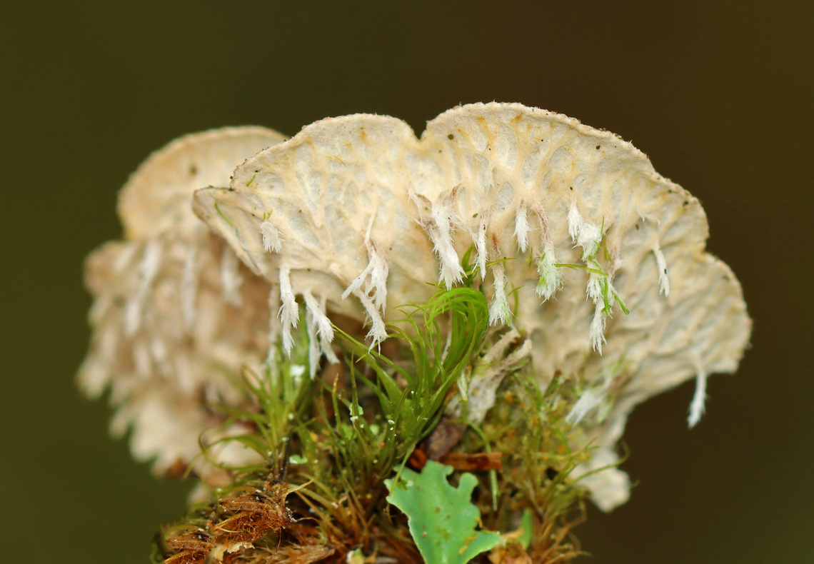 Peppered Pelt Lichen - Peltigera evansiana Habitat: Rotting wood; mixed forest<br />
<figure class="photo"><a href="https://www.jungledragon.com/image/142963/peppered_pelt_lichen_-_peltigera_evansiana.html" title="Peppered Pelt Lichen - Peltigera evansiana"><img src="https://s3.amazonaws.com/media.jungledragon.com/images/3232/142963_thumb.jpg?AWSAccessKeyId=05GMT0V3GWVNE7GGM1R2&Expires=1759968010&Signature=1FpthwcEneKpDkuuLcq1QEVKgf0%3D" width="200" height="154" alt="Peppered Pelt Lichen - Peltigera evansiana Habitat: Rotting wood; mixed forest<br />
https://www.jungledragon.com/image/142962/peppered_pelt_lichen_-_peltigera_evansiana.html Geotagged,Peltigera,Peltigera evansiana,Peppered Pelt Lichen,Summer,United States,lichen,pelt lichen" /></a></figure> Geotagged,Peltigera evansiana,Peppered Pelt Lichen,Summer,United States