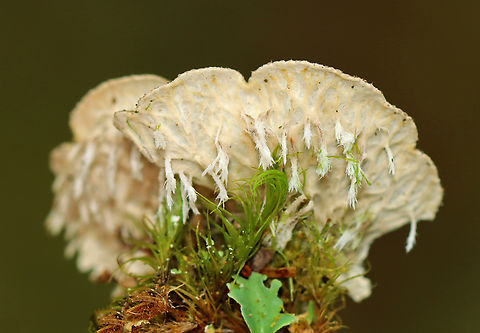 Peppered Pelt Lichen - Peltigera evansiana Habitat: Rotting wood; mixed forest
https://www.jungledragon.com/image/142963/peppered_pelt_lichen_-_peltigera_evansiana.html Geotagged,Peltigera evansiana,Peppered Pelt Lichen,Summer,United States