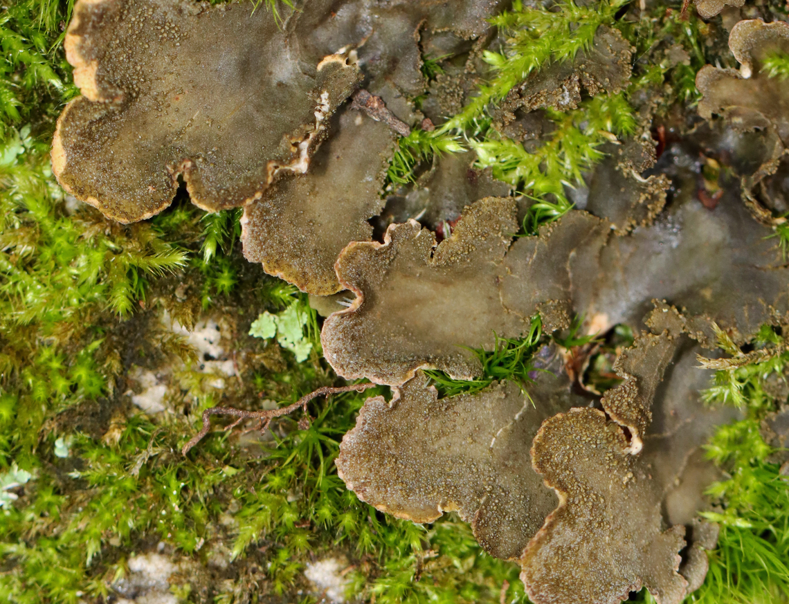 Peppered Pelt Lichen - Peltigera evansiana Habitat: Rotting wood; mixed forest<br />
<figure class="photo"><a href="https://www.jungledragon.com/image/142962/peppered_pelt_lichen_-_peltigera_evansiana.html" title="Peppered Pelt Lichen - Peltigera evansiana"><img src="https://s3.amazonaws.com/media.jungledragon.com/images/3232/142962_thumb.jpg?AWSAccessKeyId=05GMT0V3GWVNE7GGM1R2&Expires=1770854410&Signature=LkpjTaGfy8UkRZIJ1tNQdlGvqxY%3D" width="200" height="140" alt="Peppered Pelt Lichen - Peltigera evansiana Habitat: Rotting wood; mixed forest<br />
https://www.jungledragon.com/image/142963/peppered_pelt_lichen_-_peltigera_evansiana.html Geotagged,Peltigera evansiana,Peppered Pelt Lichen,Summer,United States" /></a></figure> Geotagged,Peltigera,Peltigera evansiana,Peppered Pelt Lichen,Summer,United States,lichen,pelt lichen