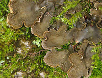 Peppered Pelt Lichen - Peltigera evansiana Habitat: Rotting wood; mixed forest<br />
https://www.jungledragon.com/image/142962/peppered_pelt_lichen_-_peltigera_evansiana.html Geotagged,Peltigera,Peltigera evansiana,Peppered Pelt Lichen,Summer,United States,lichen,pelt lichen