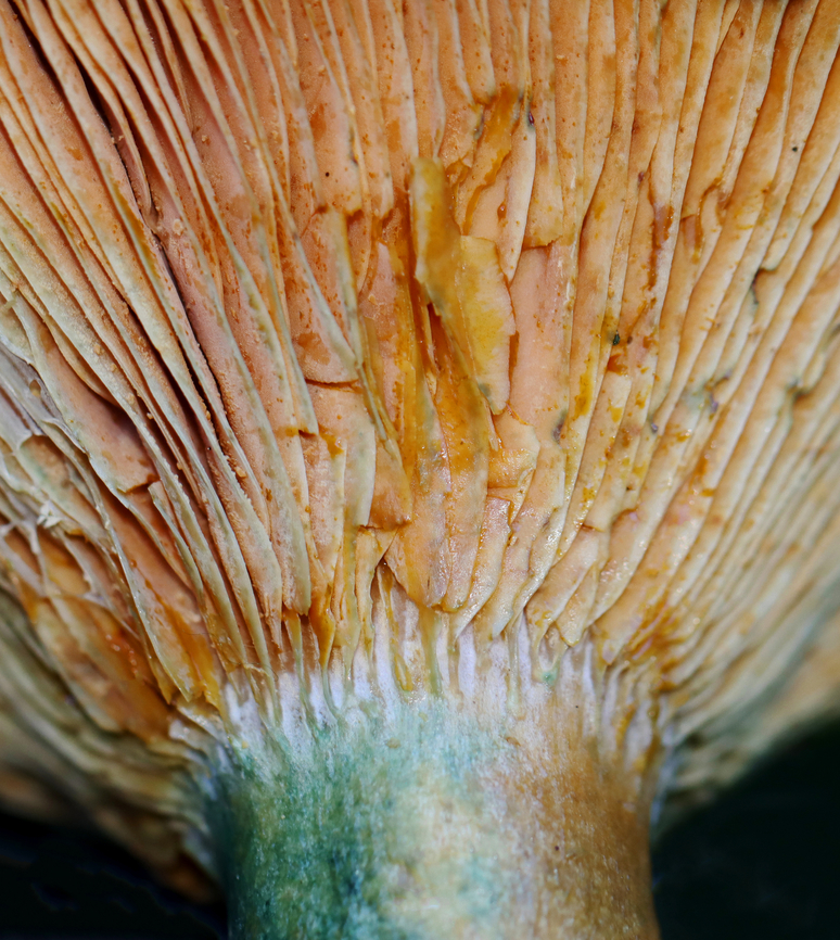 False Saffron Cap - Lactarius deterrimus Habitat: Growing under pine; meadow Fall,Geotagged,Lactarius deterrimus,Orange-latex Milky,United States,fungus,lactarius,milkcap,mushroom
