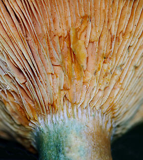 False Saffron Cap - Lactarius deterrimus Habitat: Growing under pine; meadow Fall,Geotagged,Lactarius deterrimus,Orange-latex Milky,United States,fungus,lactarius,milkcap,mushroom