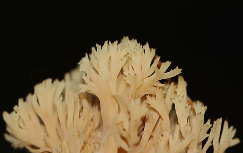 Crested Coral - Clavulina cristata Habitat: Growing on the ground in a coniferous swamp Clavulina cristata,Fall,Geotagged,United States,White coral fungus,clavulina,coral fungus,crested coral,fungus,mushroom